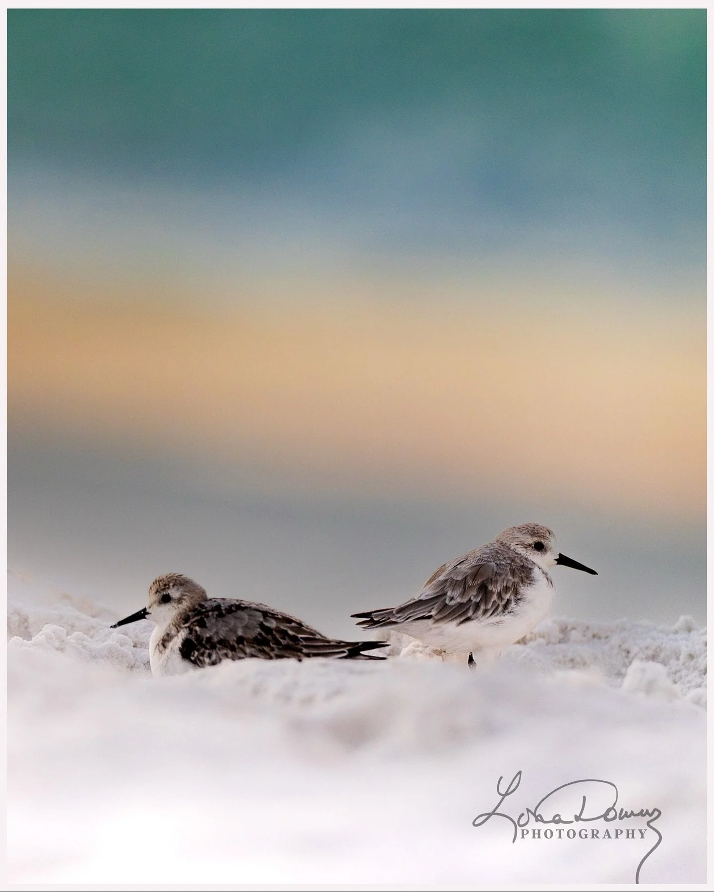 The same scene, framed two ways &mdash; one intimate, one with breathing room. I love how subtle changes in distance can shift the mood completely. Which draws you in more &mdash; the close focus or the full expanse? 

.
.
.

#Sandpipers #Shorebirds 