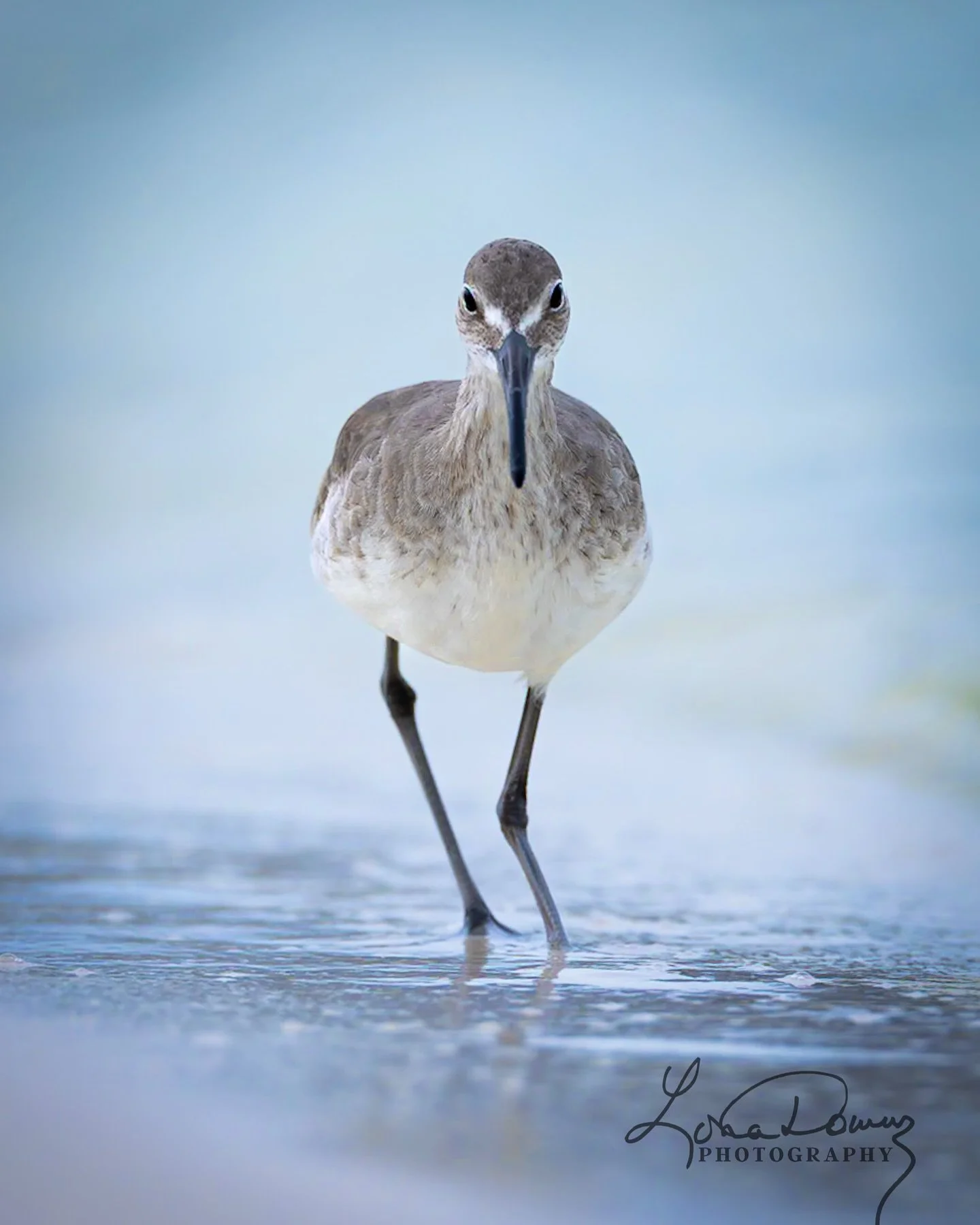 Elegance in every step.

#shorebird #willet #wildbirdphotography #birdsofafeather #coastalbirds #beachbird #naturephotography #birdlovers #birdwatching #wildlifeinspired #featherperfection #wildlife_perfection #fineartphotography #canonphotograph #av