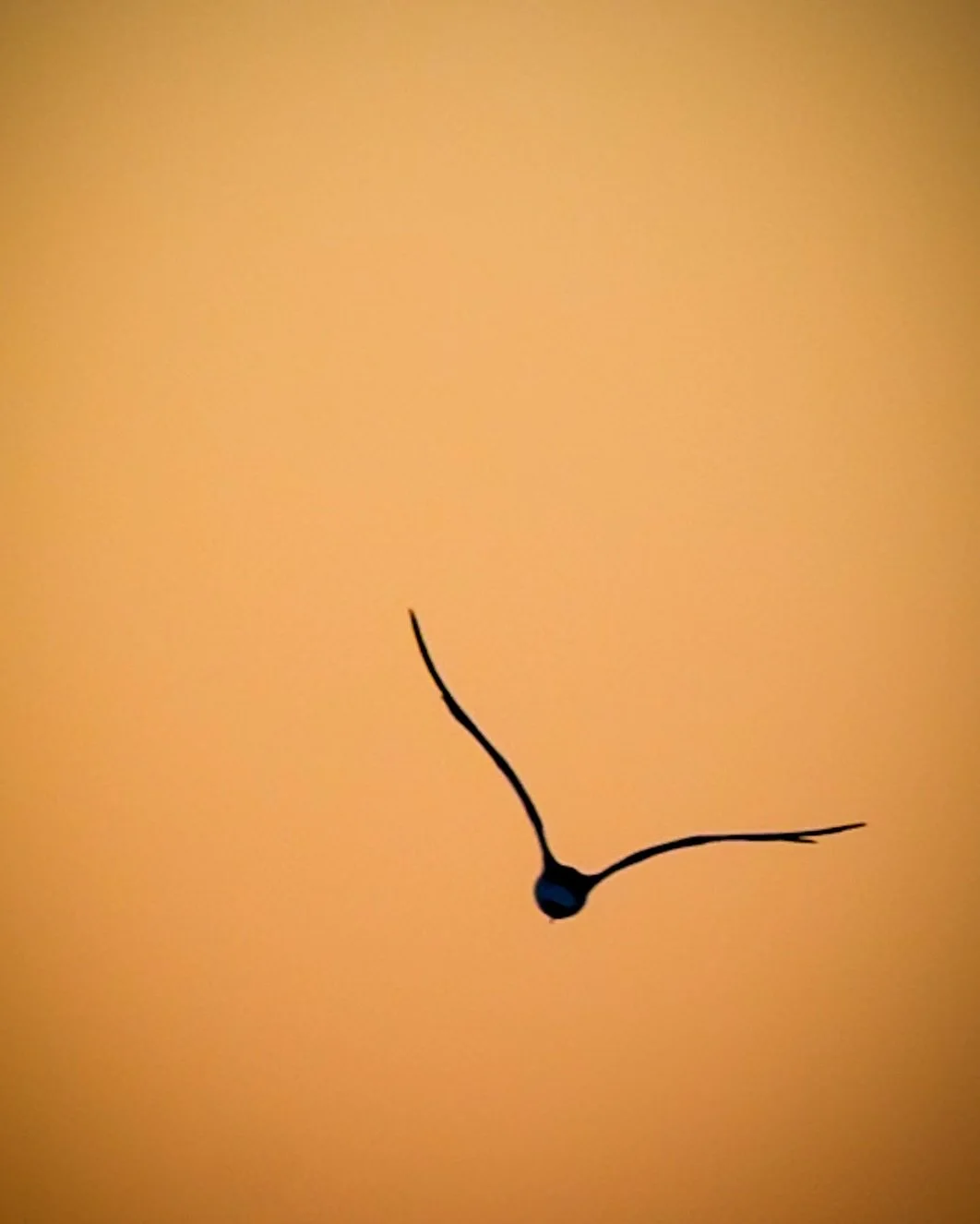 November light &mdash; softer, slower, and worth chasing every time.

#NaturePhotography #WildlifePhotography #GoldenHour #NovemberLight #NatureLovers #BirdPhotography #MinimalistNature #WildAndFree #OutdoorPhotography #TravelPhotography #yes_busa #y