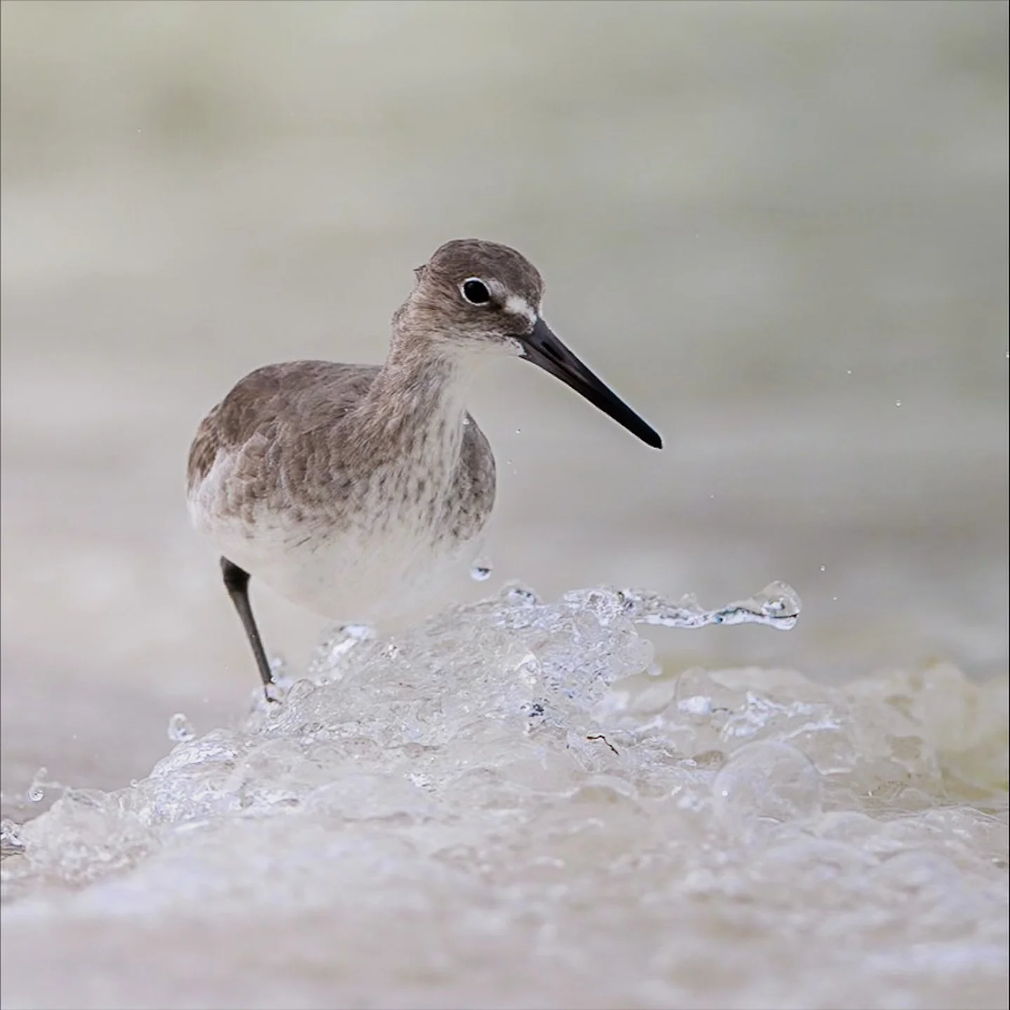 Bubble bath&hellip;.just another day in a Willet&rsquo;s life. 

#Shorebird #CoastalBirds #BeachBirds #BirdPhotography #WildlifePhotography #NaturePhotography #BirdWatching #BirdLovers #FeatheredFriends #lonadownsphotography #CoastalWildlife #BeachVi
