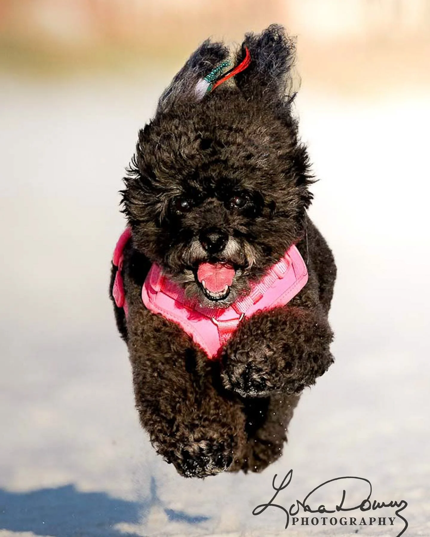 This is what happiness looks like &mdash; full speed, ears flying, sand everywhere.
Added the song &ldquo;How Sweet It Is&rdquo; because it fits her perfectly. 
This little beach rocket brings so much joy into my life, year after year. 
Honestly&hell