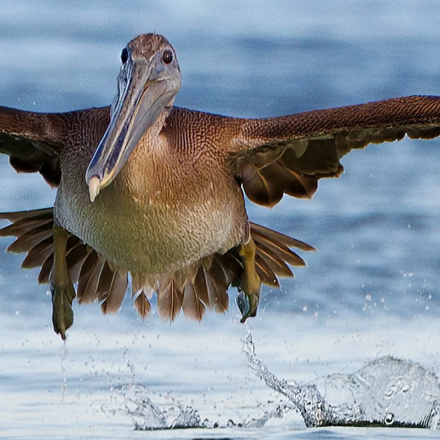 Lift-off&hellip;.

#pelican #brownpelican #birdlovers #birdwatching #birdphotography #wildlifephotography #wildlife_perfection #naturephotography #naturelovers #bestbirdshots #bird_brilliance #birdwatcher #birdsofinstagram #wildlifeonearth #nature_pe