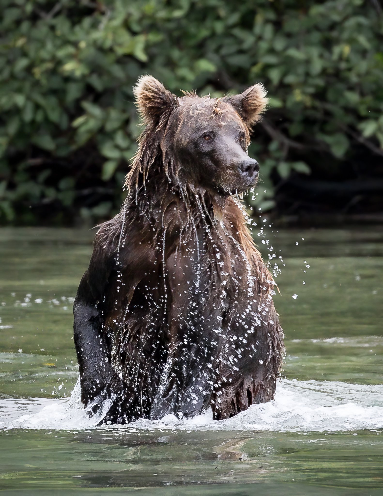 A bear rising from the water with wet fur, surrounded by greenery.