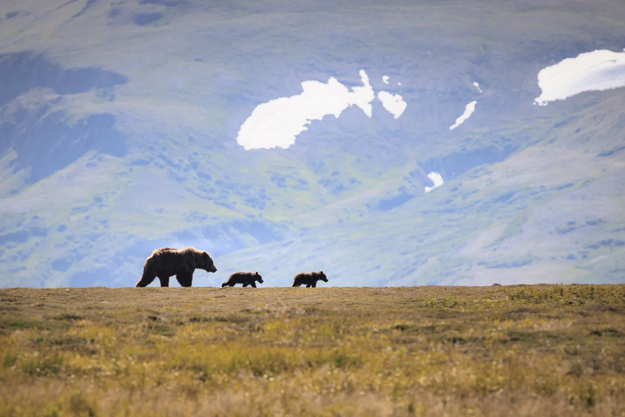 A mother brown bear walks across tundra with two cubs following behind, mountains rising in the distance.