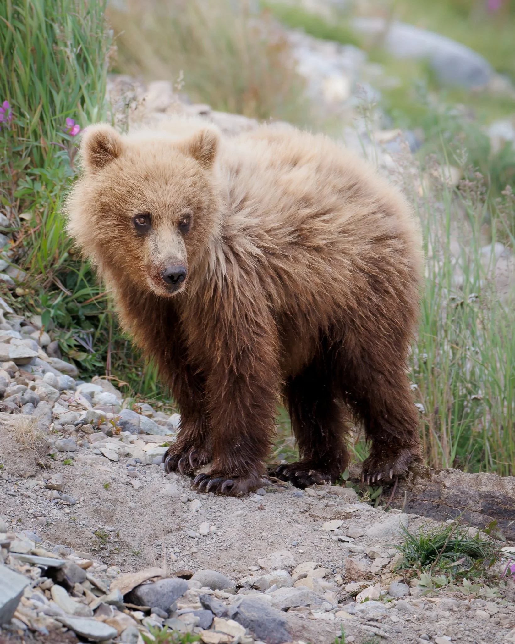 A young brown bear stands alert along a riverbank in the Katmai backcountry.