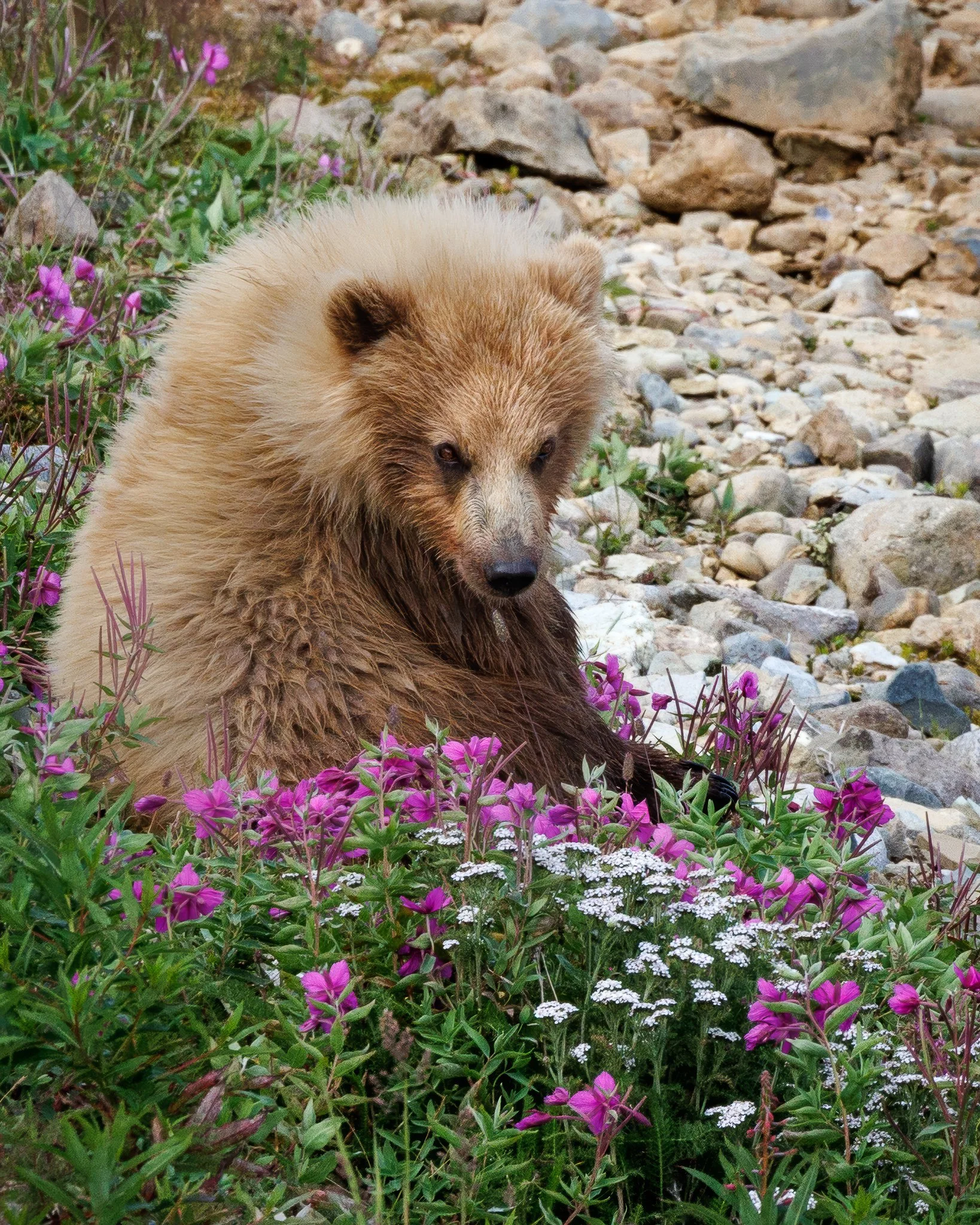 A young brown bear pauses near a wildflower in the Katmai backcountry.