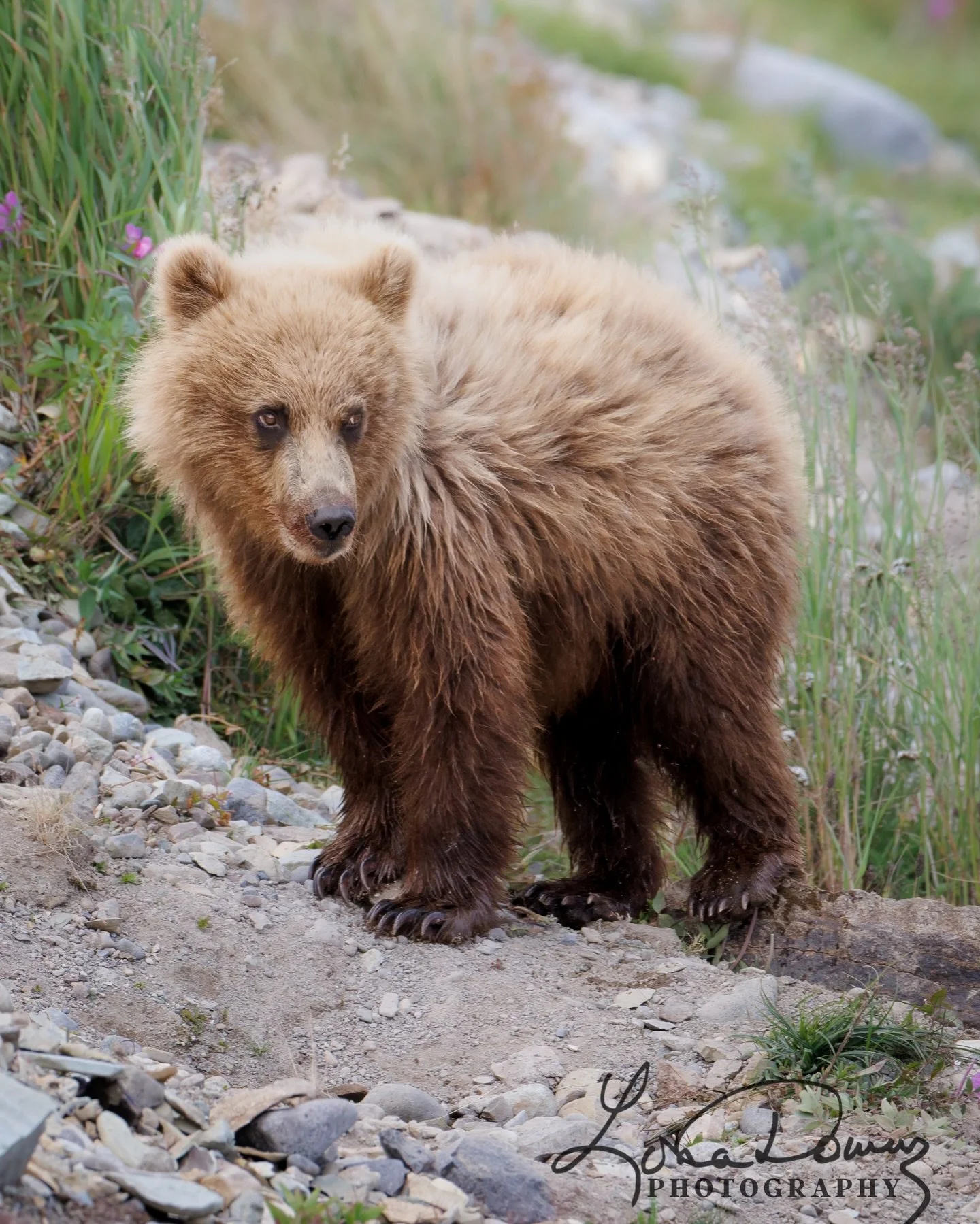 A little bear in a big wild world.
One of my favorite cub moments in Alaska.

#Alaska #AlaskaWildlife #BrownBearCub #BearPhotography #WildlifePhotography #NaturePhotography #ExploreAlaska #WildlifePerfection #WildCreatures #NatureBrilliance #BearCub 