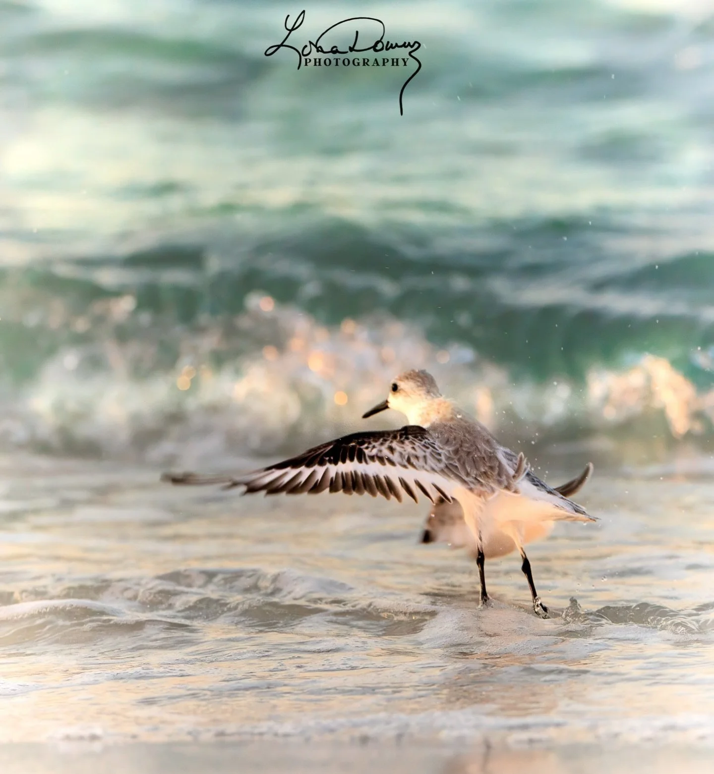 Caught in the act &hellip;. Morning bath time.

#shorebird #birdphotography #wildlifephotographer #wildlifephotos #naturephotographer #nature_perfection #coastalwildlife #birdsofinstagram #sanderling #beachbirds #wildlife_lovers #nature_brilliance #b