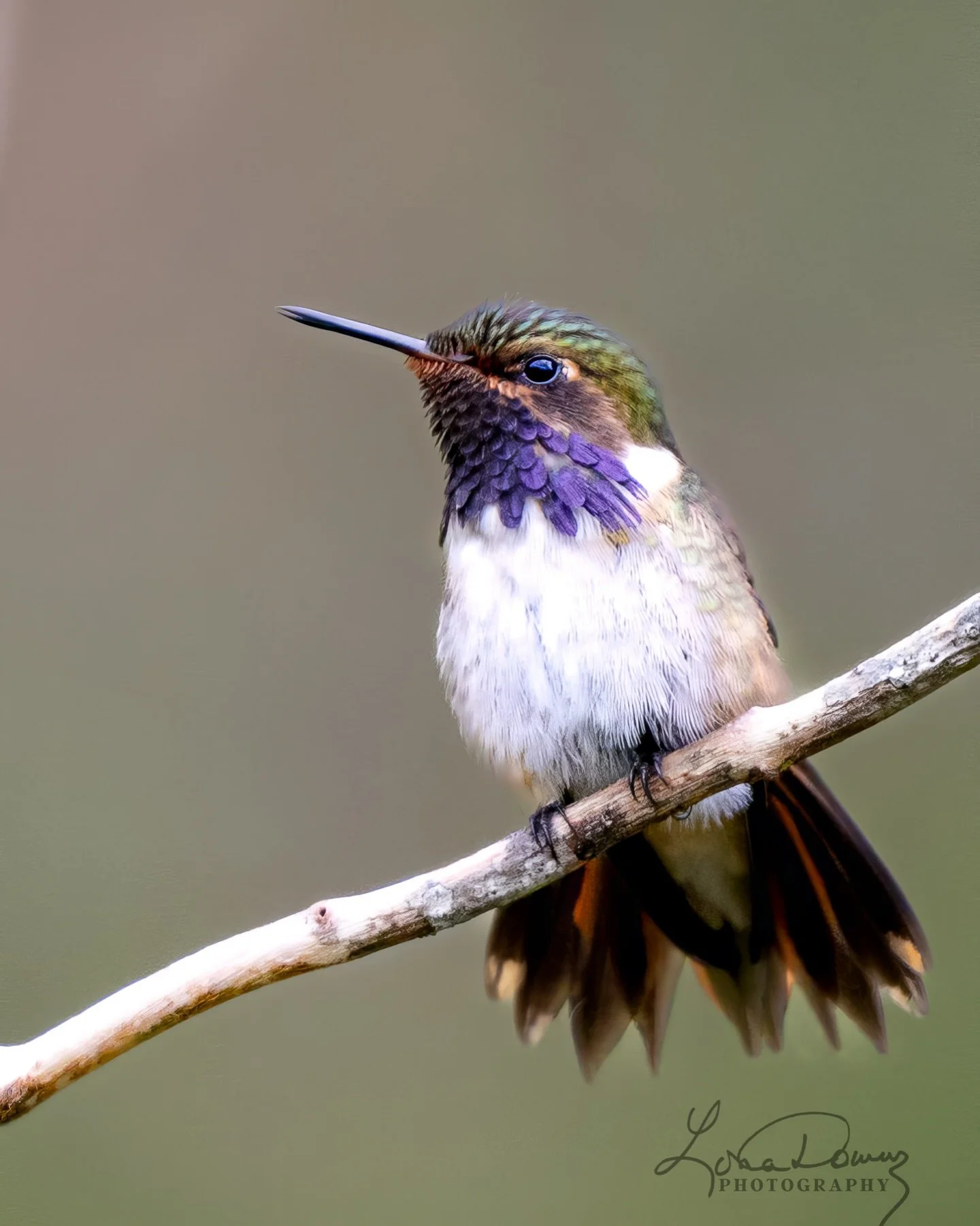 Not in a hurry&hellip;..
Just a tiny hummingbird taking care of business in an ordinary day.

Male Volcano Hummingbird, cloud forest of Costa Rica.
Shot from slightly different angles as light and forest shifted behind him.

#VolcanoHummingbird
#Humm