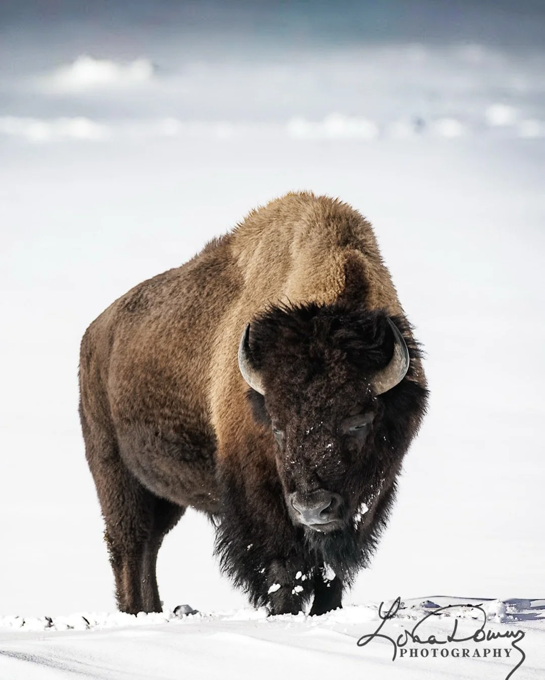 Winter in Yellowstone&hellip;.

#yellowstonecountry #wildlifephotography #montanamoment 
#lonadownsphotography 
#YellowstoneNationalPark
#WinterInYellowstone
#YellowstoneWildlife
#BisonOfYellowstone
#WinterWildlife
#NaturePhotography
#WildlifePhotogr
