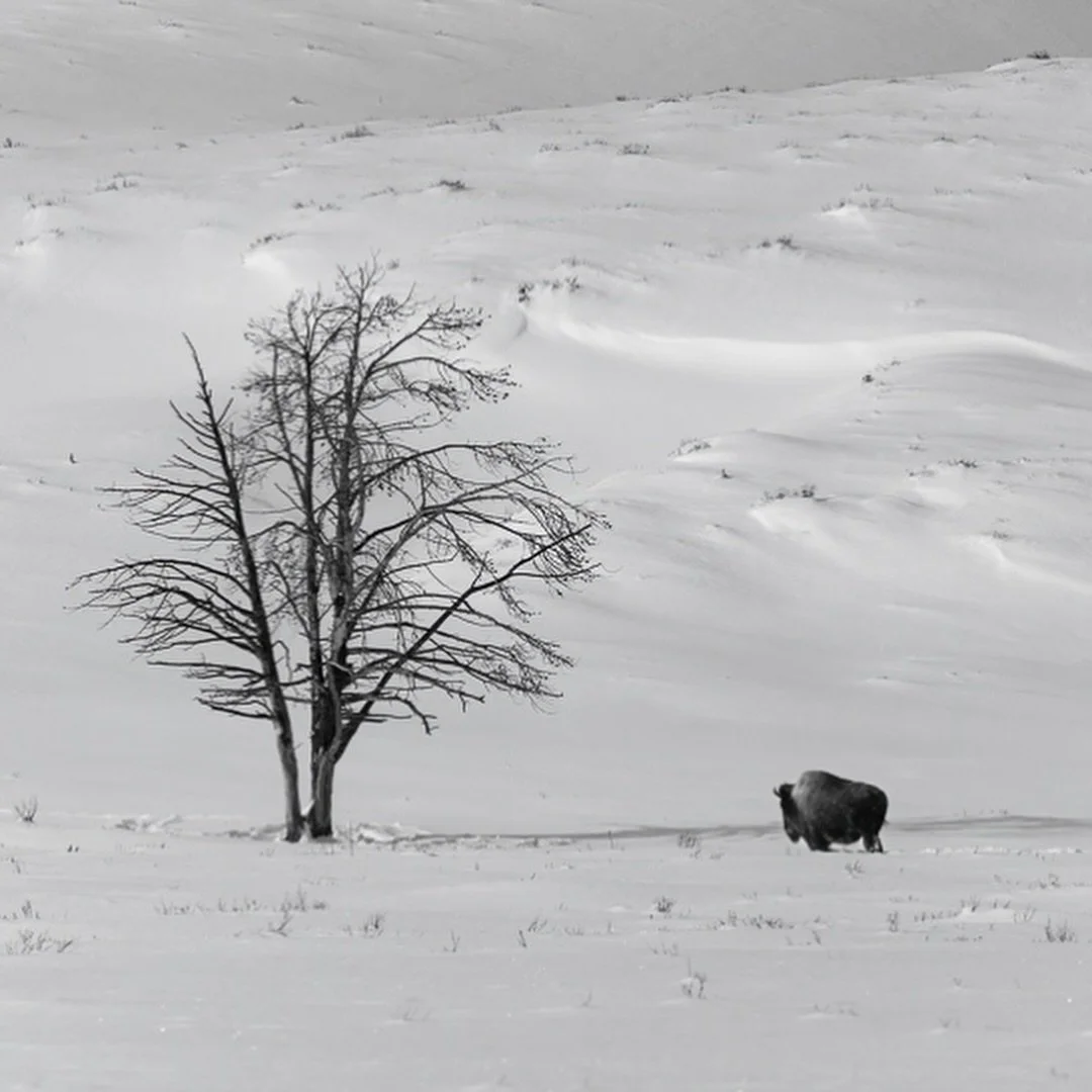 Silence in the valley.

📍 Hayden Valley, Yellowstone National Park

#YellowstoneNationalPark
#YellowstoneWildlife
#HaydenValley
#BisonOfYellowstone
#BisonInWinter
#WinterInYellowstone
#WildlifePhotography
#NaturePhotography
#LandscapePhotography
#Wi