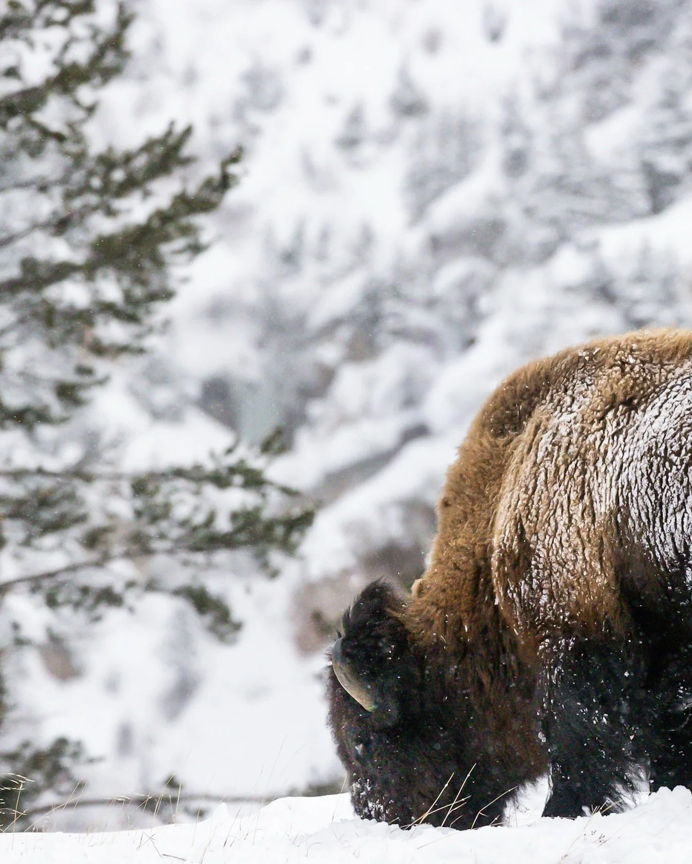 Winter grazing&hellip;..
➡️ to see the full image.

#bison #wildlifephotography #winterwildlife #snowandwildlife #yellowstonewildlife #naturephotography #wildandfree #winterlight #solitude #animalportrait #wildlifeperfection #earthfocus #ourplanetdai
