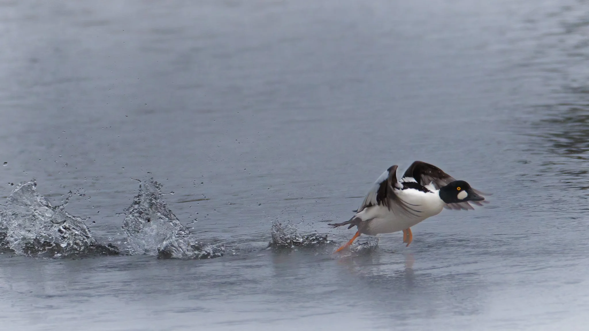   Motion costs energy—a goldeneye moves quickly across the icy water, never lingering longer than it has to.  
