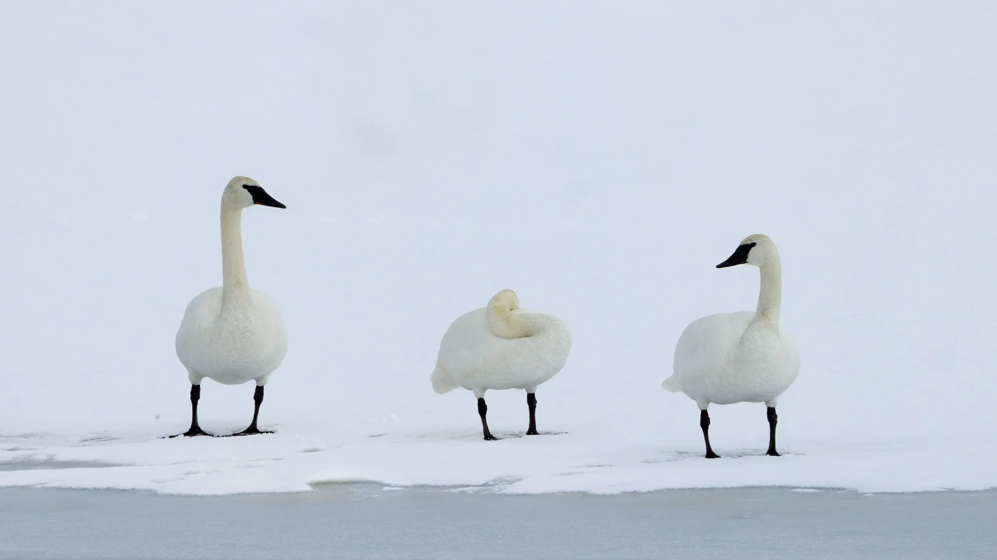   Endurance, together. Trumpeter swans stand quietly along the ice, resting where water still flows—strength found in stillness and in proximity.  