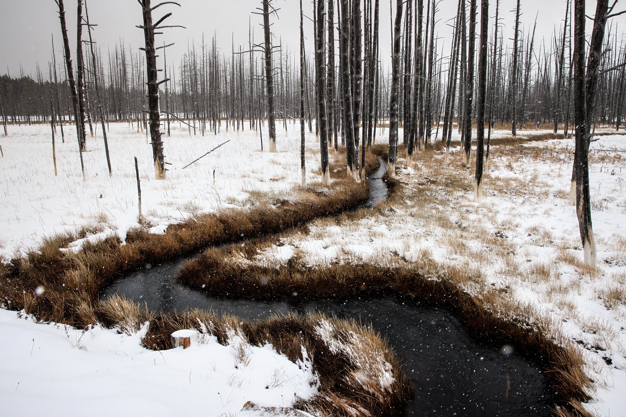   Burned and frozen, the land doesn’t stop. Water keeps its course—even here.  