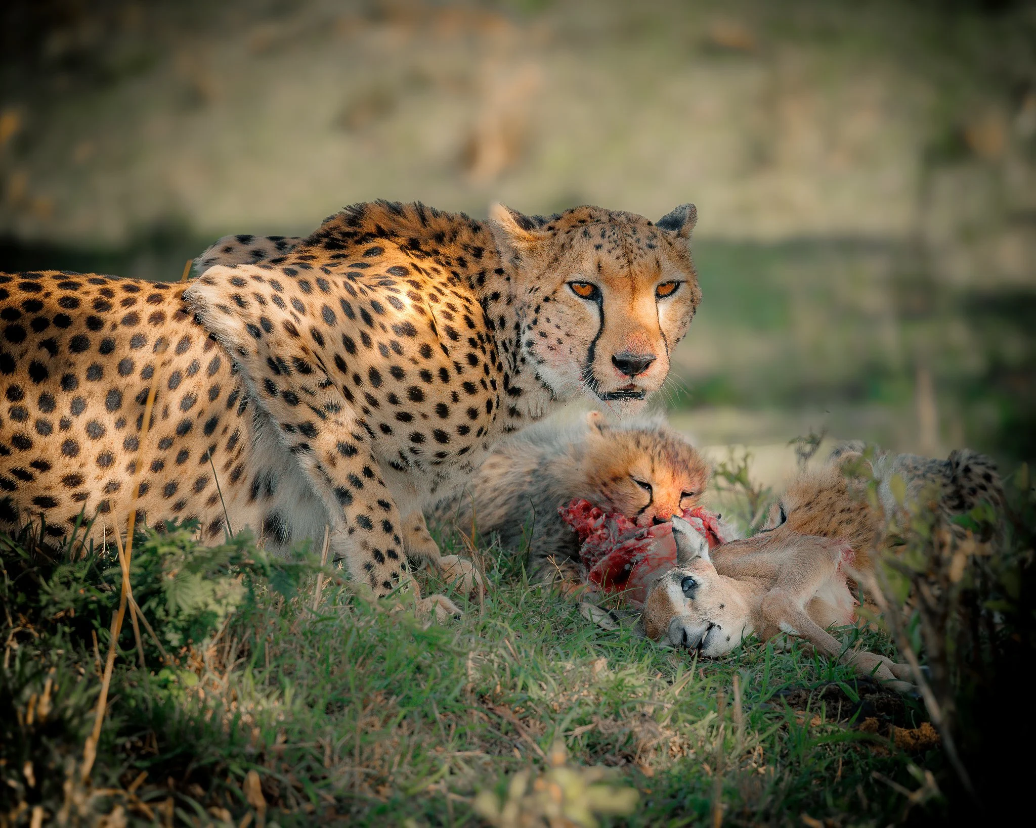 Part 2: Following a Cheetah and Cubs – Witnessing Survival