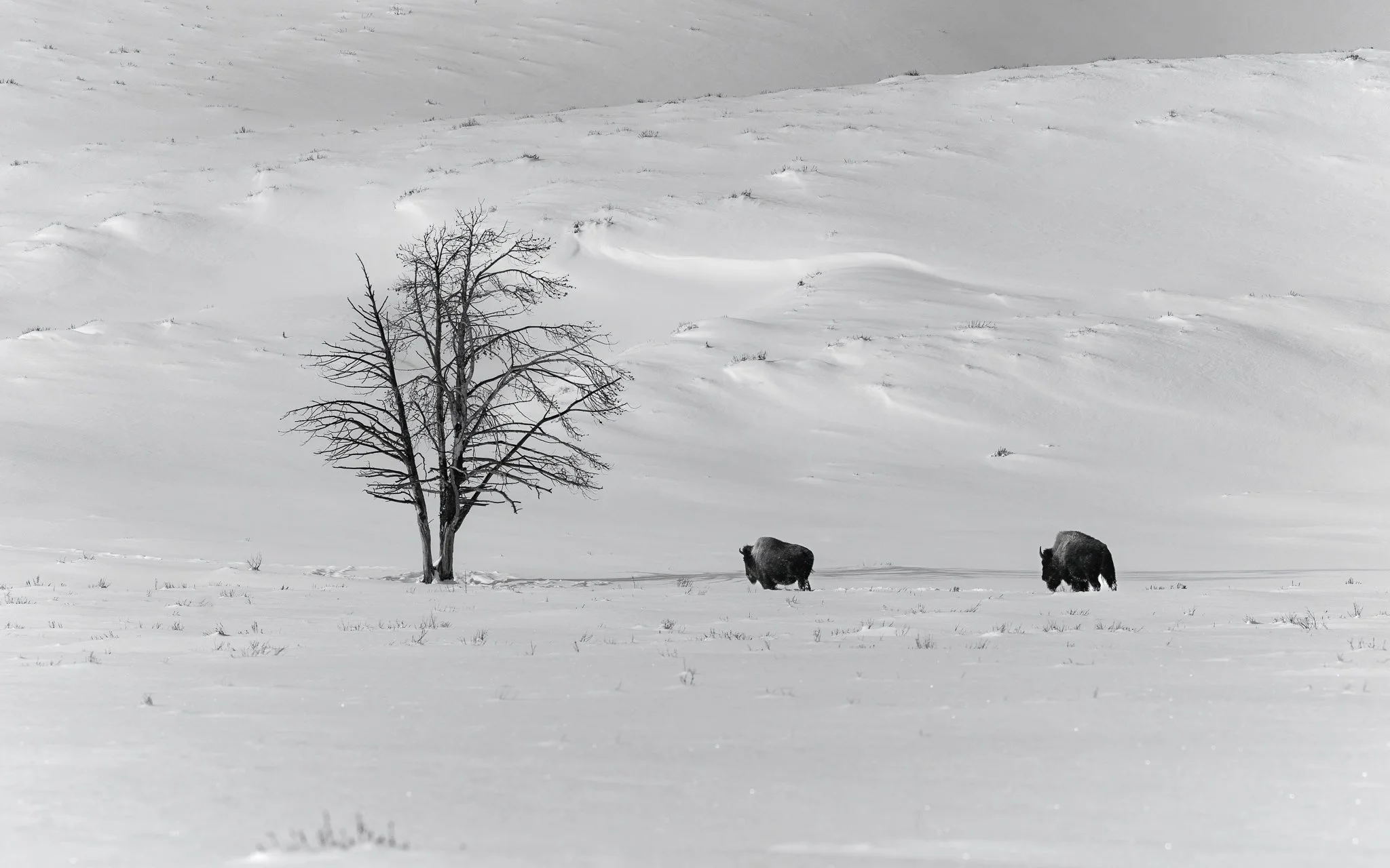   In soft silence, the herd moves across an open winter plain, the land vast and unbroken around them.  