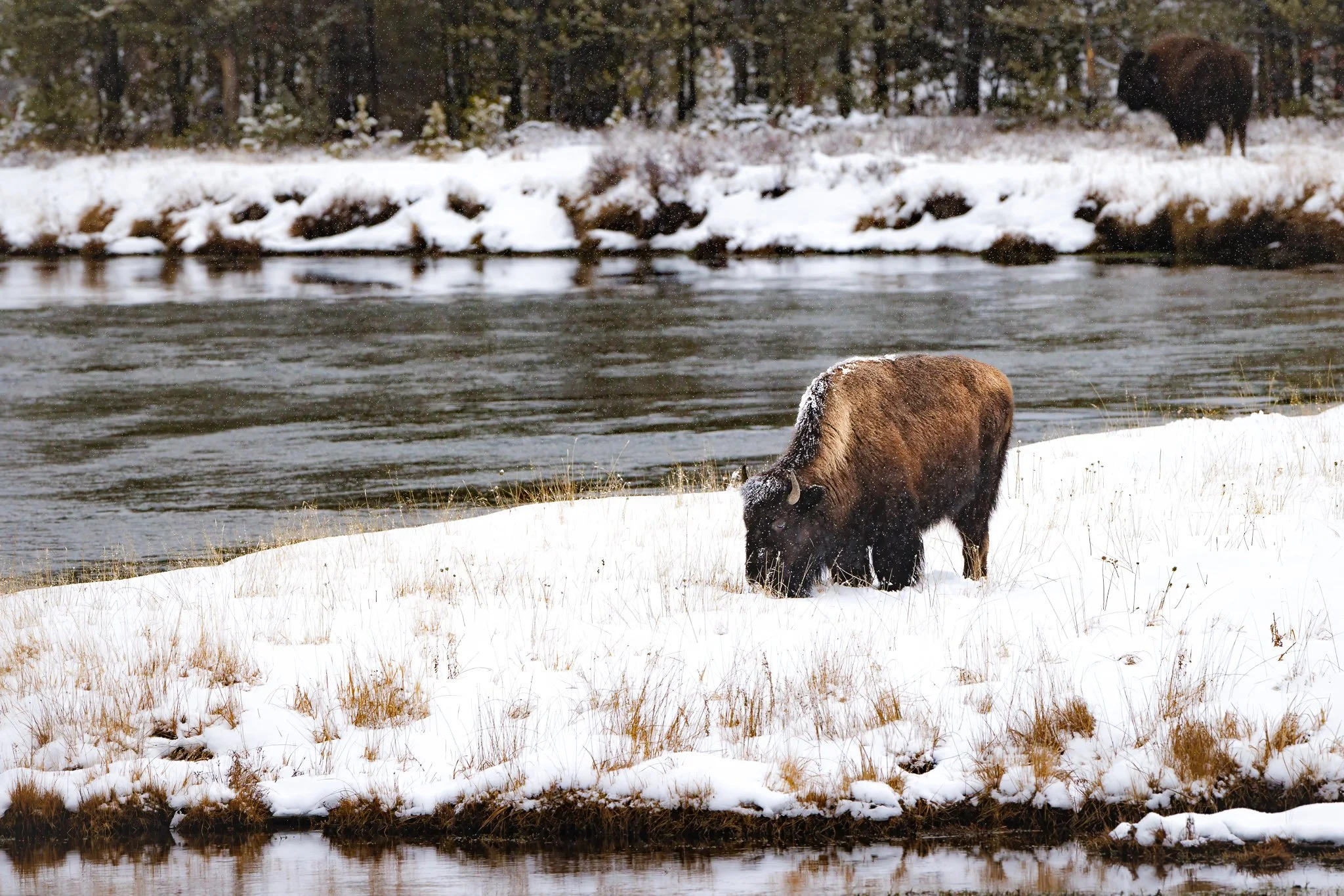   Grazing through snow—survival continues.  