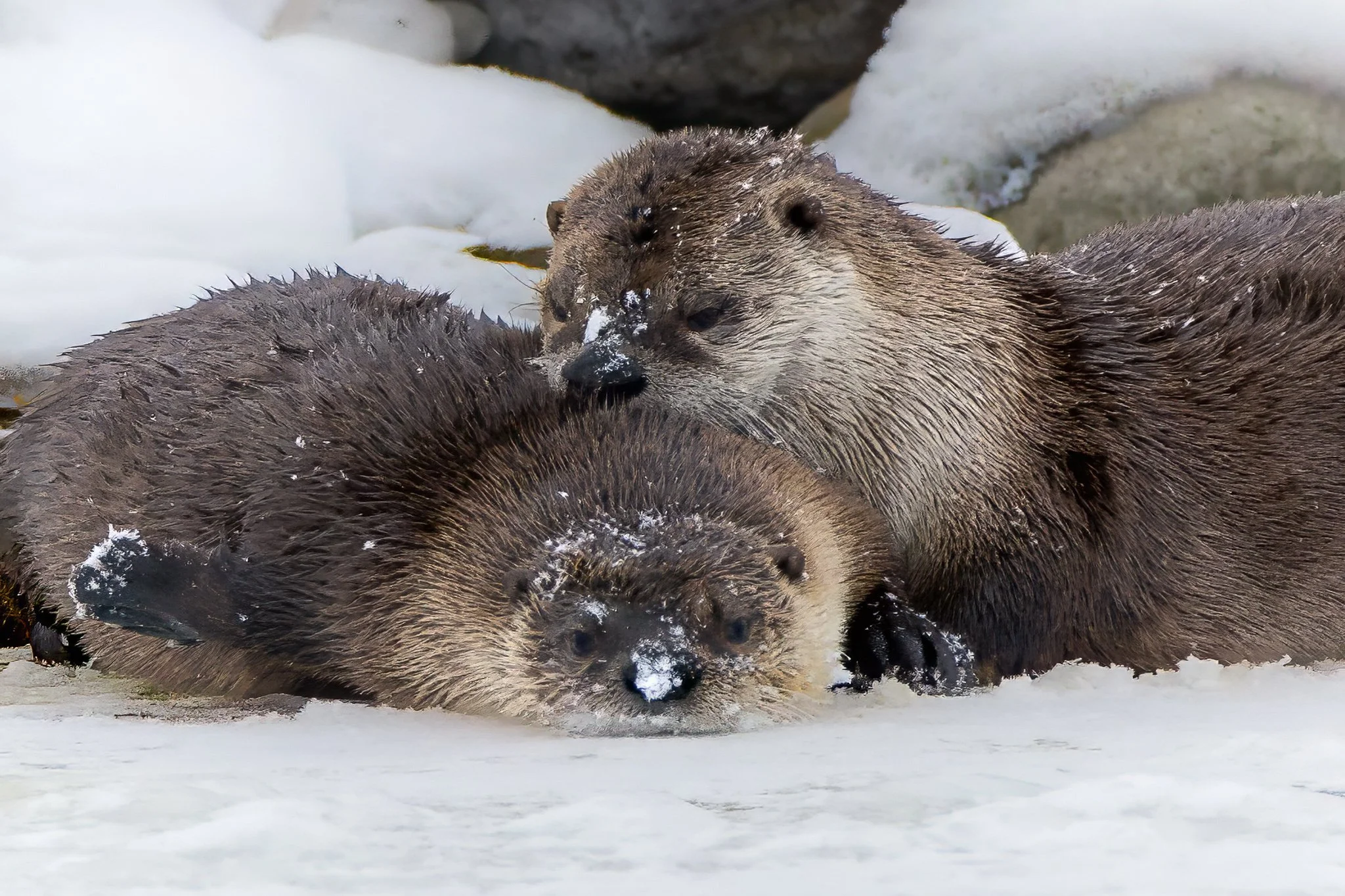   Taking a moment. Two river otters rest at the edge of moving water, pressed close as snow settles around them. In winter, survival isn’t always about motion—sometimes it’s about staying together.  