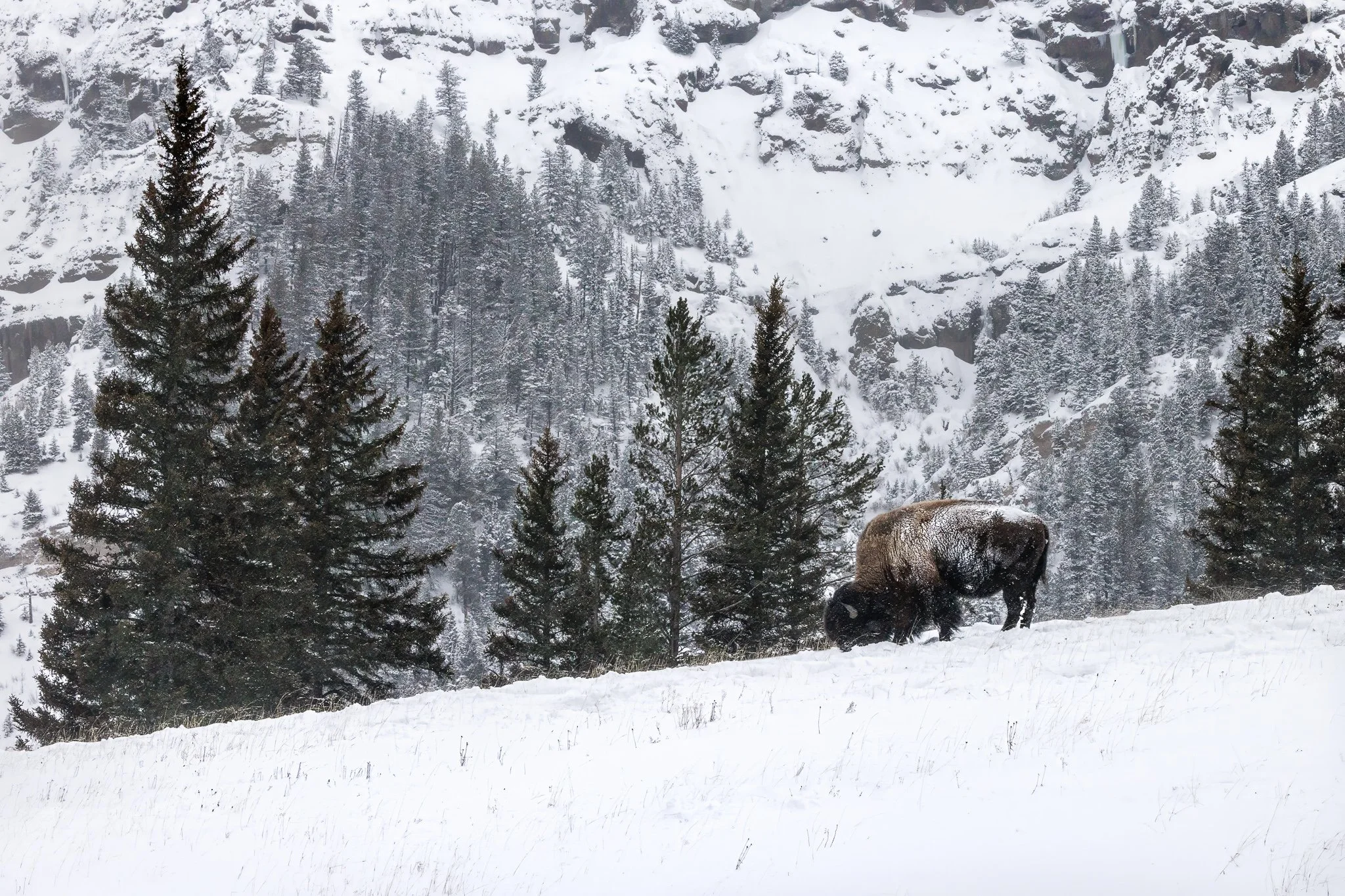 "Yellowstone's Winter Landscape"