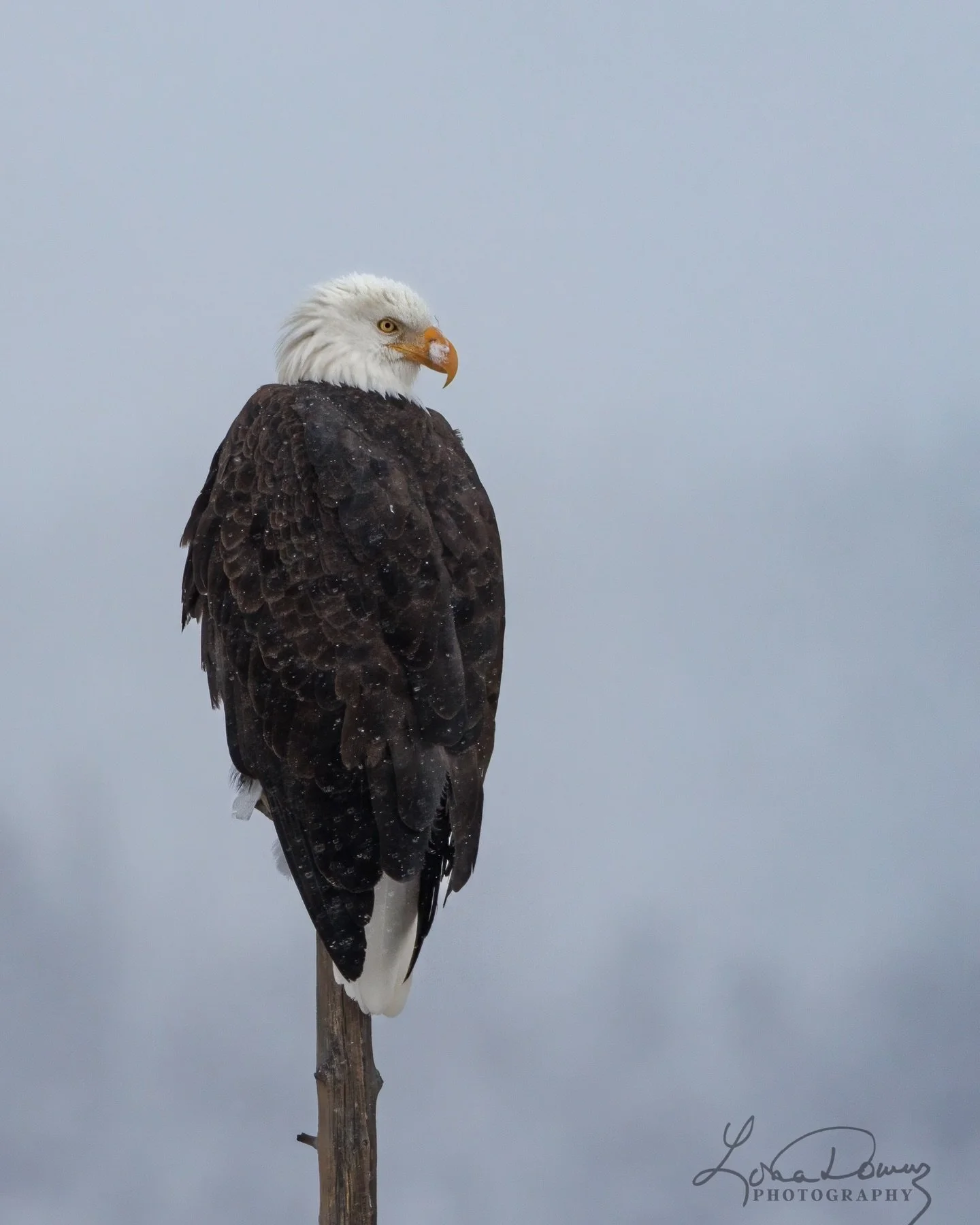 Some images stay with you, 
even when the conditions make you work for them. 
This one was a real challenge through the snow haze. 
#outofmycomfortzone 

#yellowstone #yellowstonenationalpark #winterinyellowstone #snowconditions #wildlifephotography 