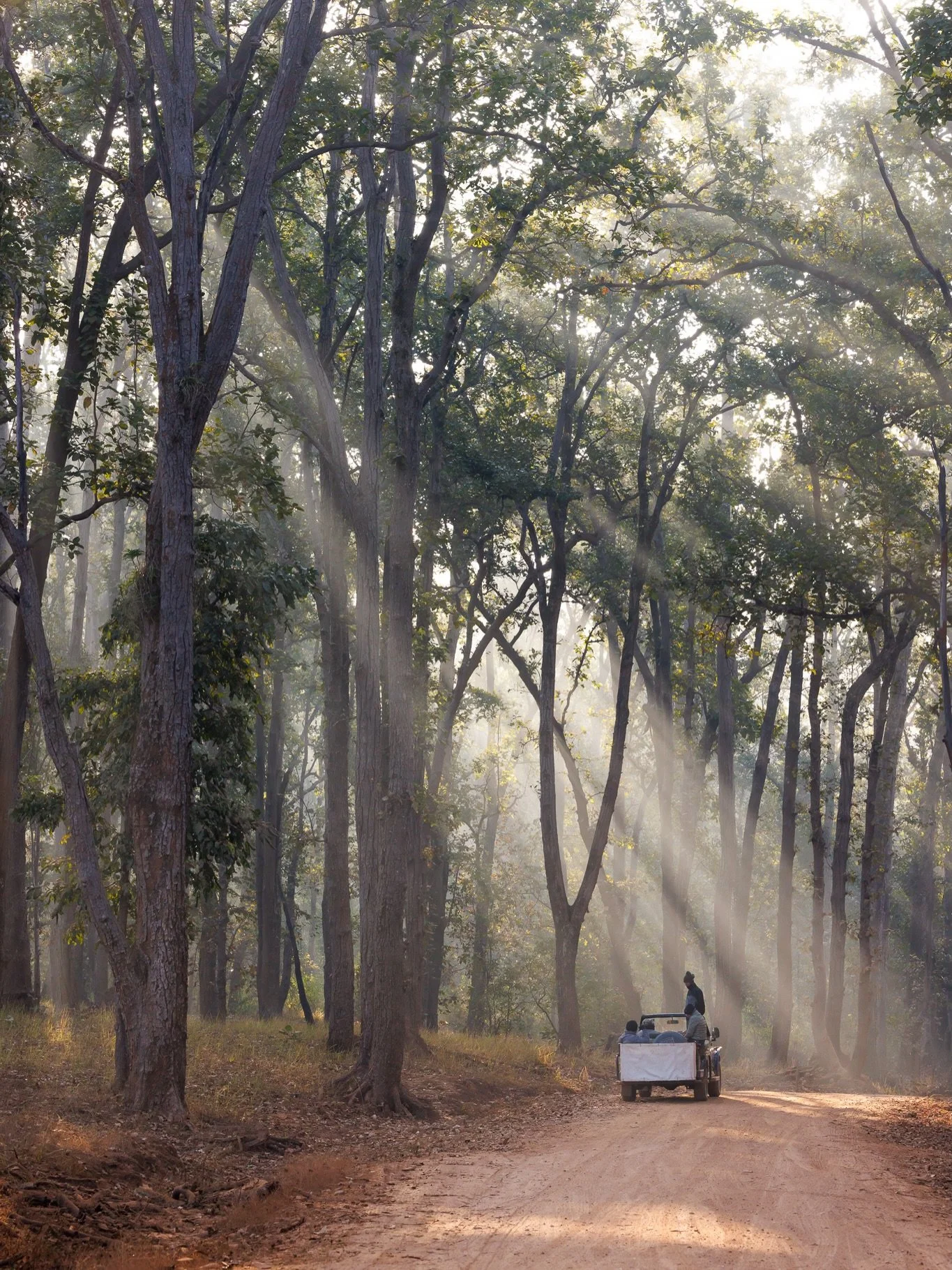 We came to India searching for a tiger. But it was the morning light that captured me.

Mist across the fields. Breath in the cold air.
Golden layers slipping through the trees.

Deer moved in silhouette. Birds gathered in the hush. Monkeys waited fo