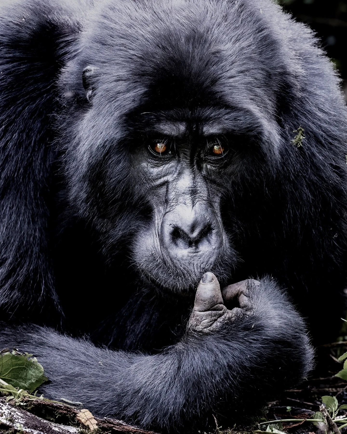 World Wildlife Day.

I don&rsquo;t photograph wildlife for that perfect image.
 I do it because I don&rsquo;t want to forget what it felt like to be there.

The eye contact. The early light. The way an animal moves through its own space.

Every momen