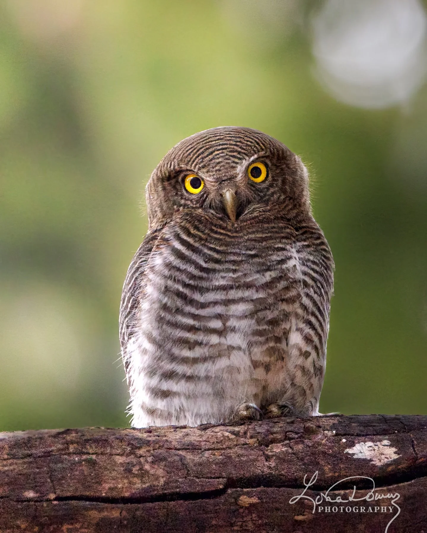 Early morning in the forest.
This little jungle owlet was already on duty, watching everything around it.

📍India

#JungleOwlet #IndiaWildlife #WildlifePhotography #BirdsOfIndia #lonadownsphotography