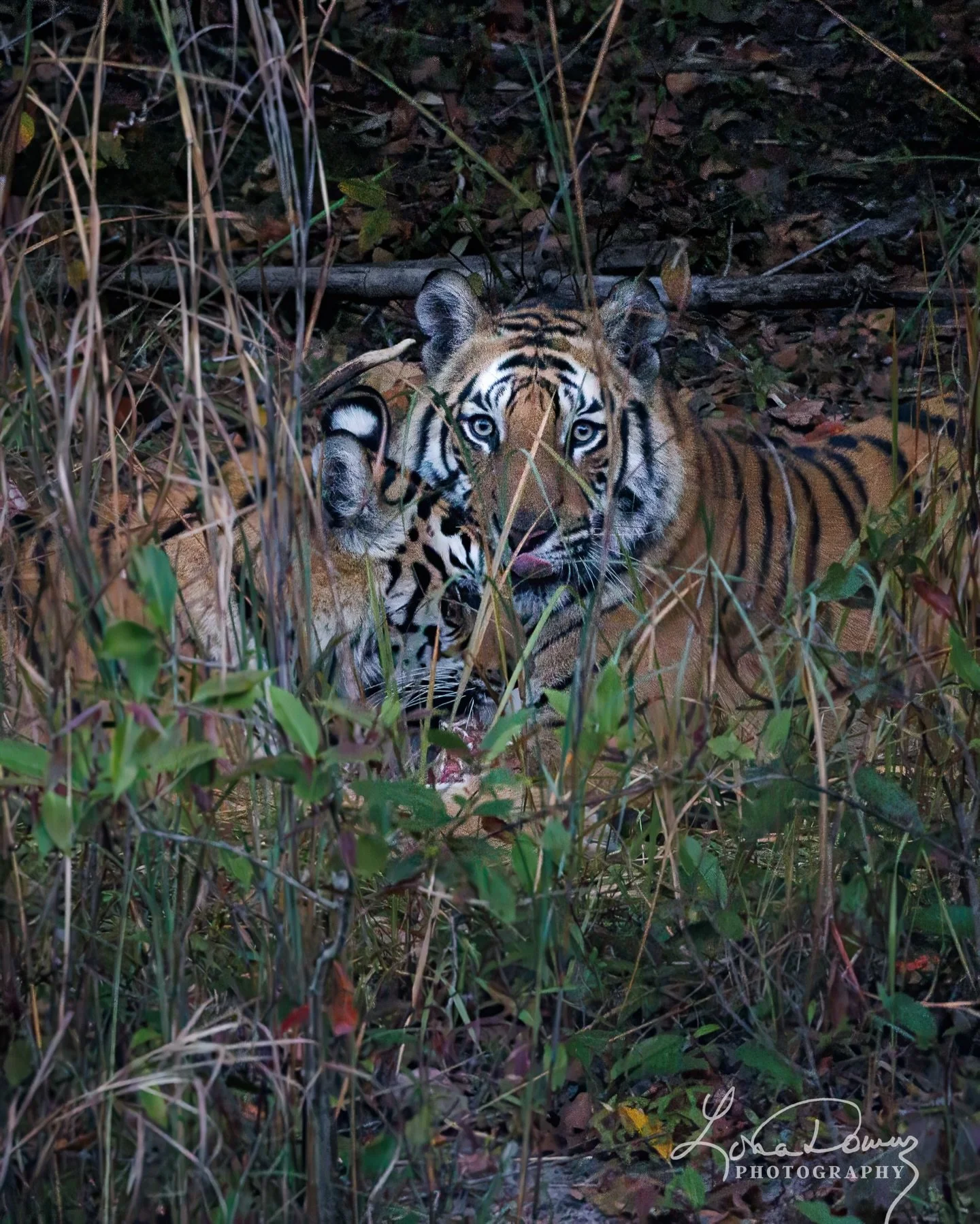 Look closely.

The grass was taller than the tigers.
The light barely there as the sun began to slip through the trees.

An incredibly challenging shot through the thick grass,
but we could still see them feeding.

📍India

#bengaltiger #lonadownspho