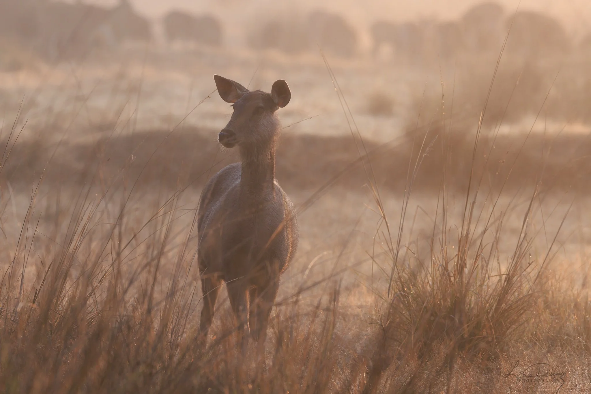 "Softness in the Grass"