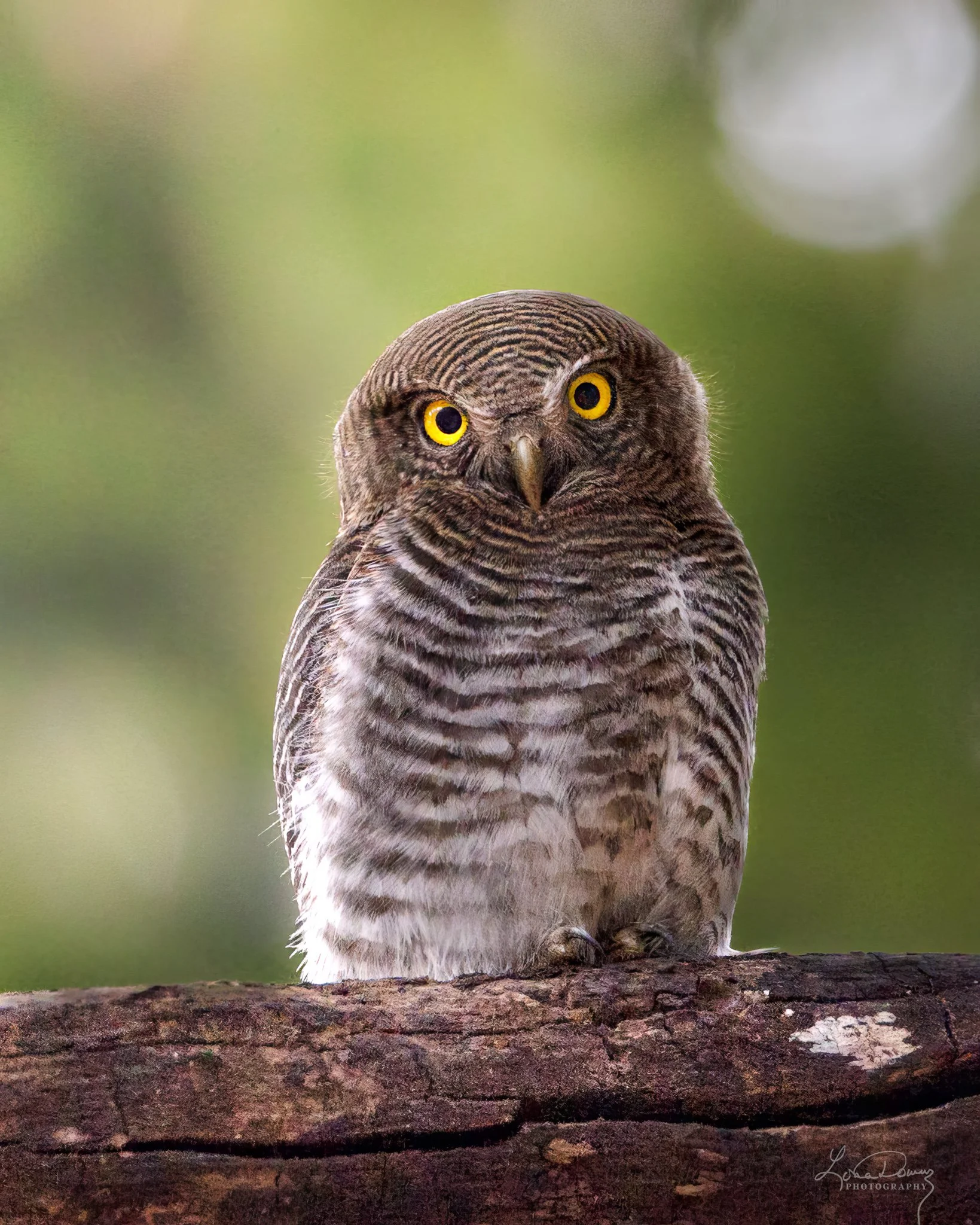 "Quiet in the Canopy"