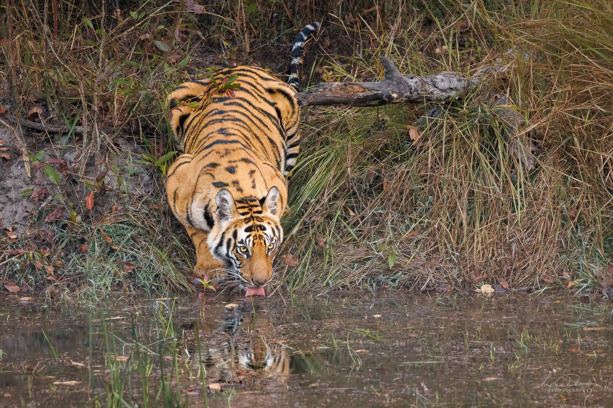 "At the Water’s Edge"