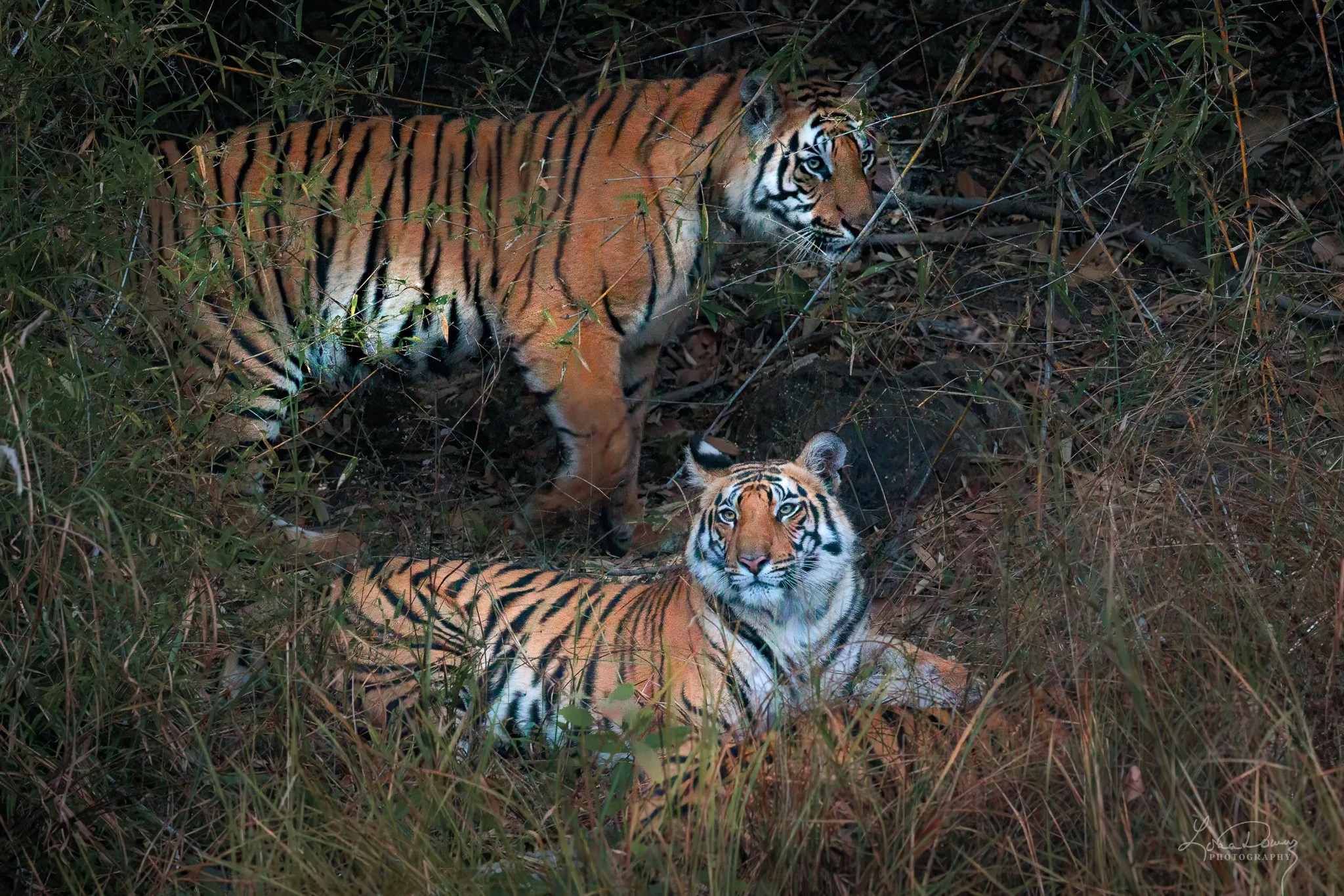 "Settling In For the Day"