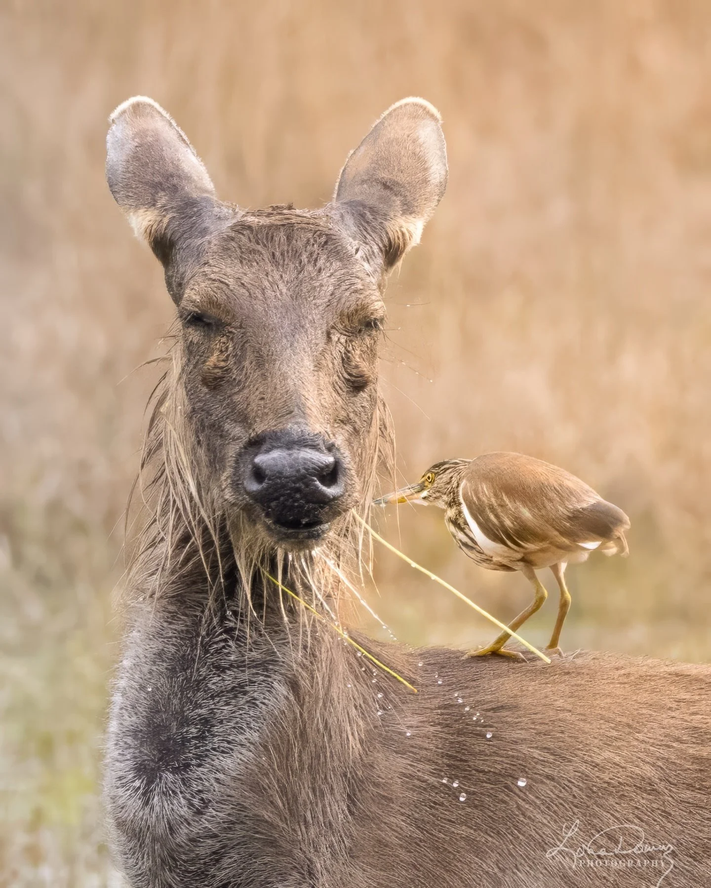 Companions.
A sambar deer and a pond heron,
sharing the same space in the early morning light.

Just another example of how nature works together.
The deer feeds on grasses in the water,
while the heron gathers what it can&hellip;
from the surface, f