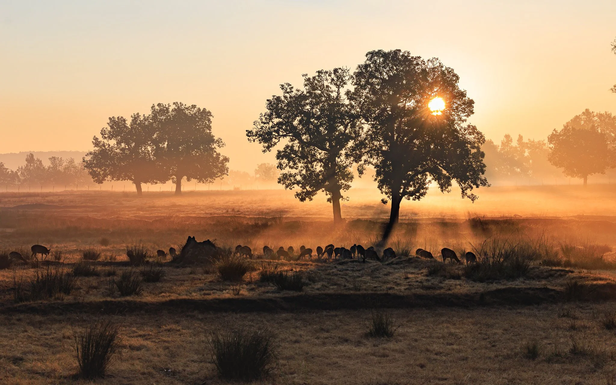 Golden sunrise light streaming through trees over grazing deer in hazy grassland in Central India