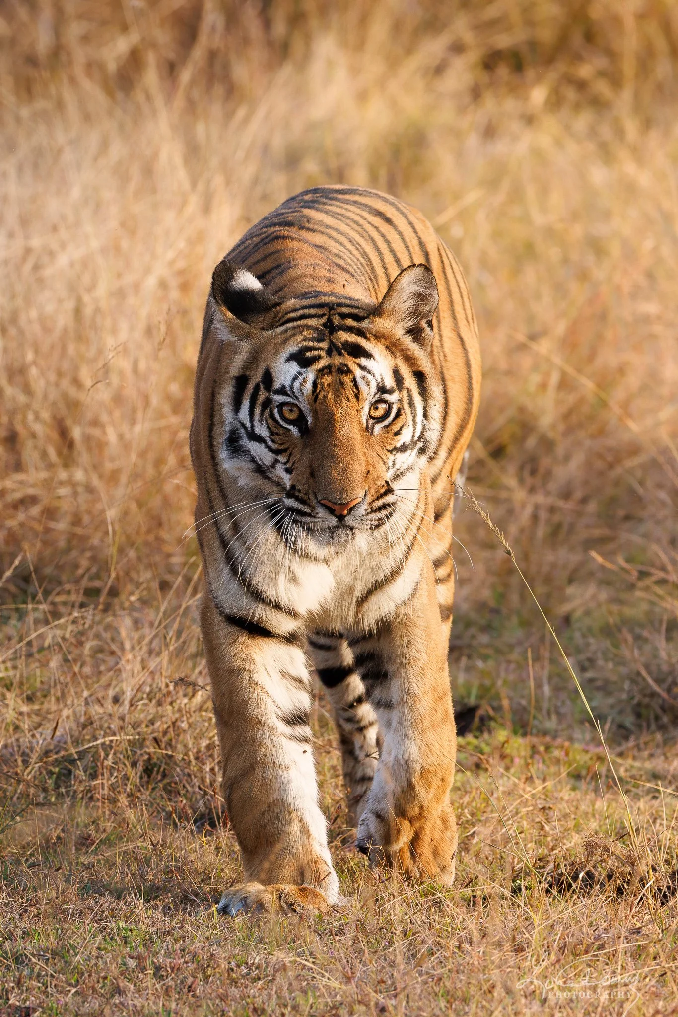 "Bengal Tiger"
