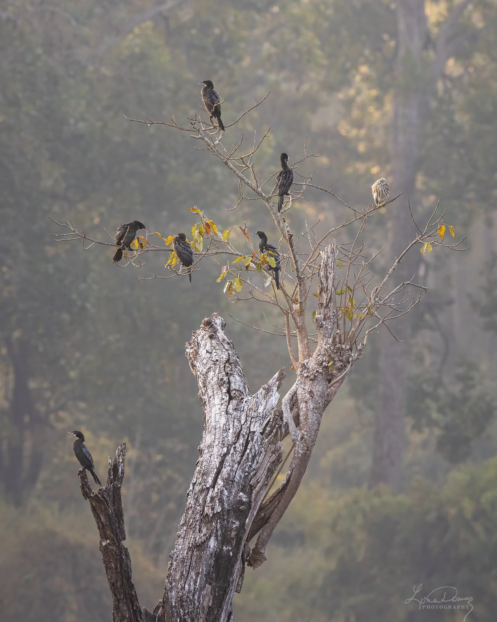 "Morning Roost"