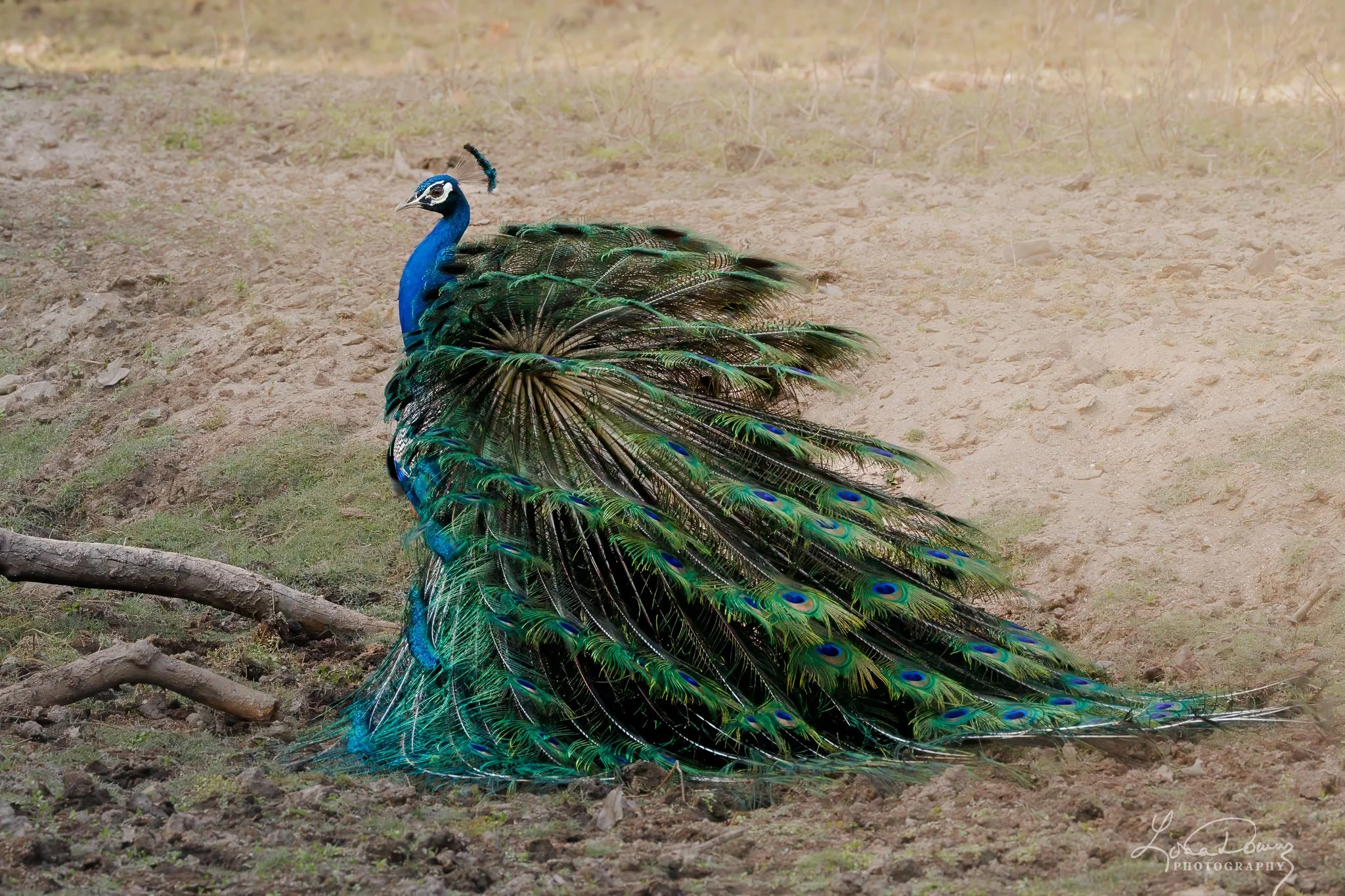 "Indian Peacock-Partial Display"