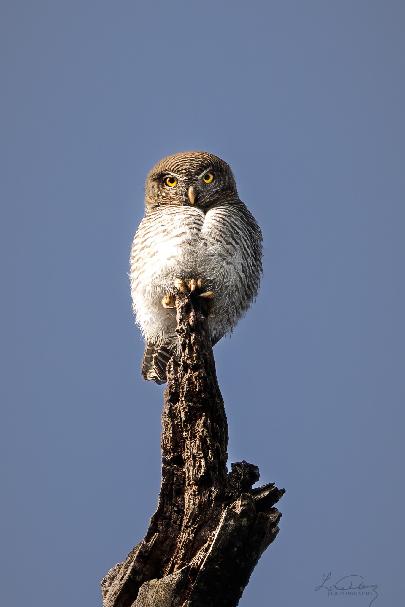"Jungle Owlet — Perched"