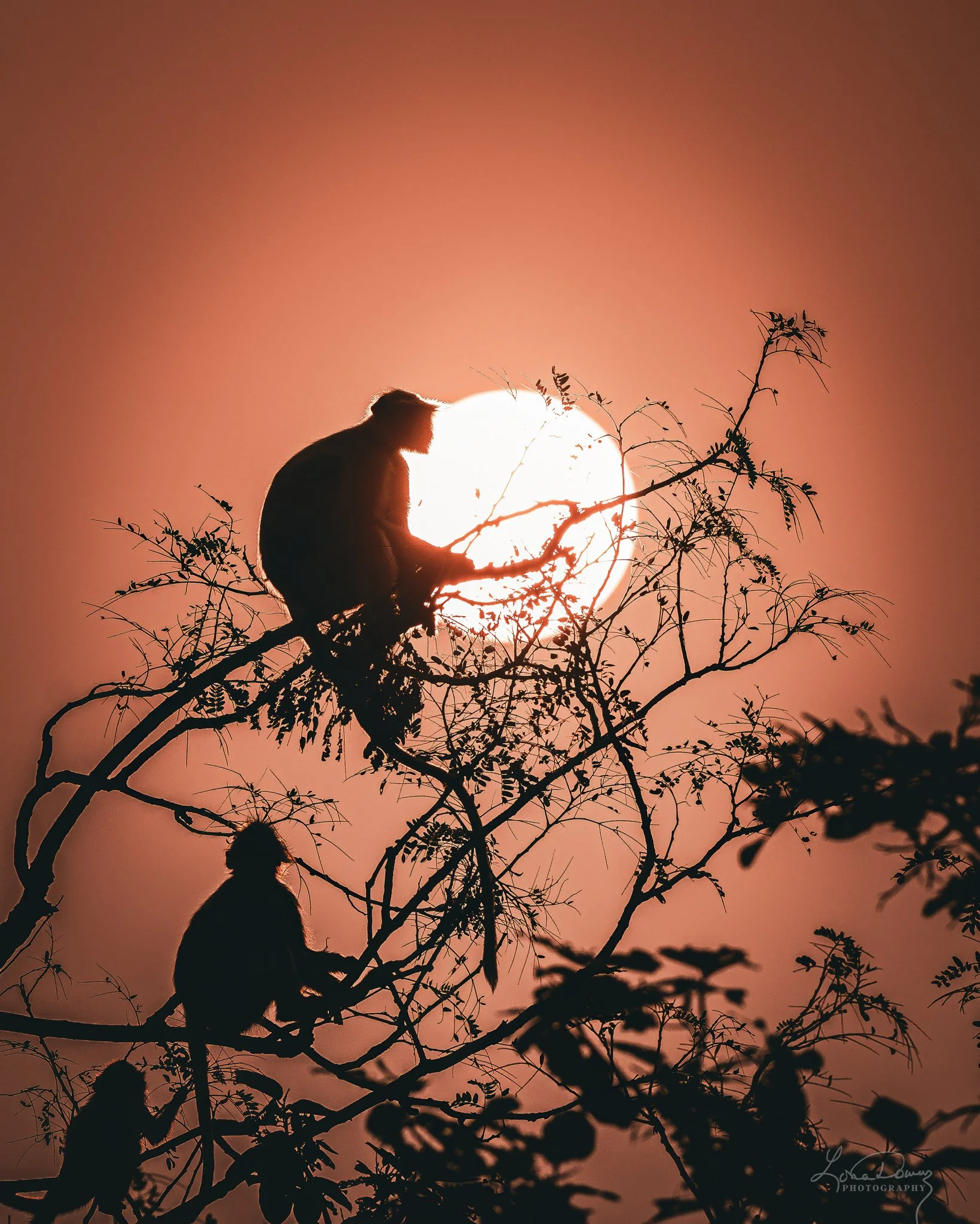 "Silhouette in the Canopy"