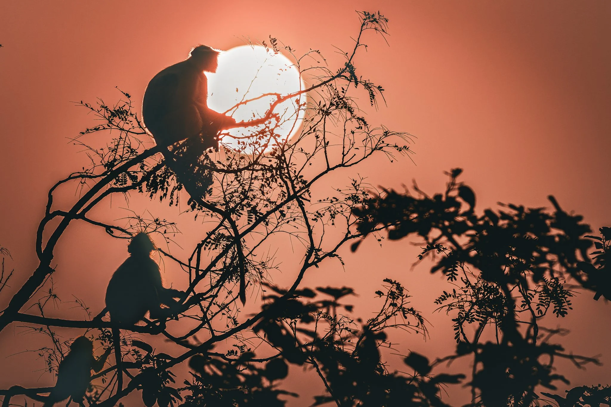 The Rhythm of Morning — Central India