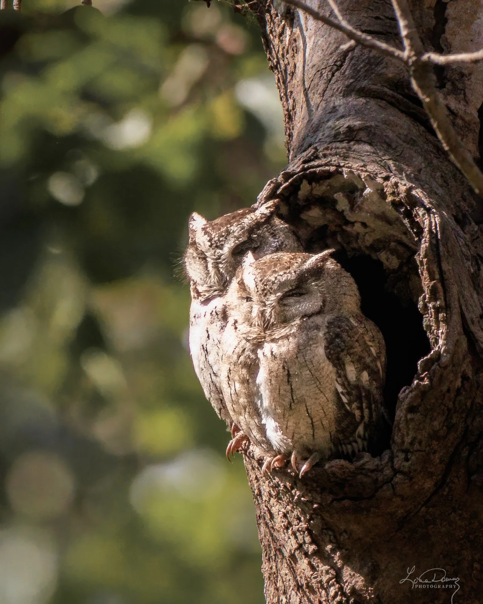 "Indian Scops Owls — Tucked Away"