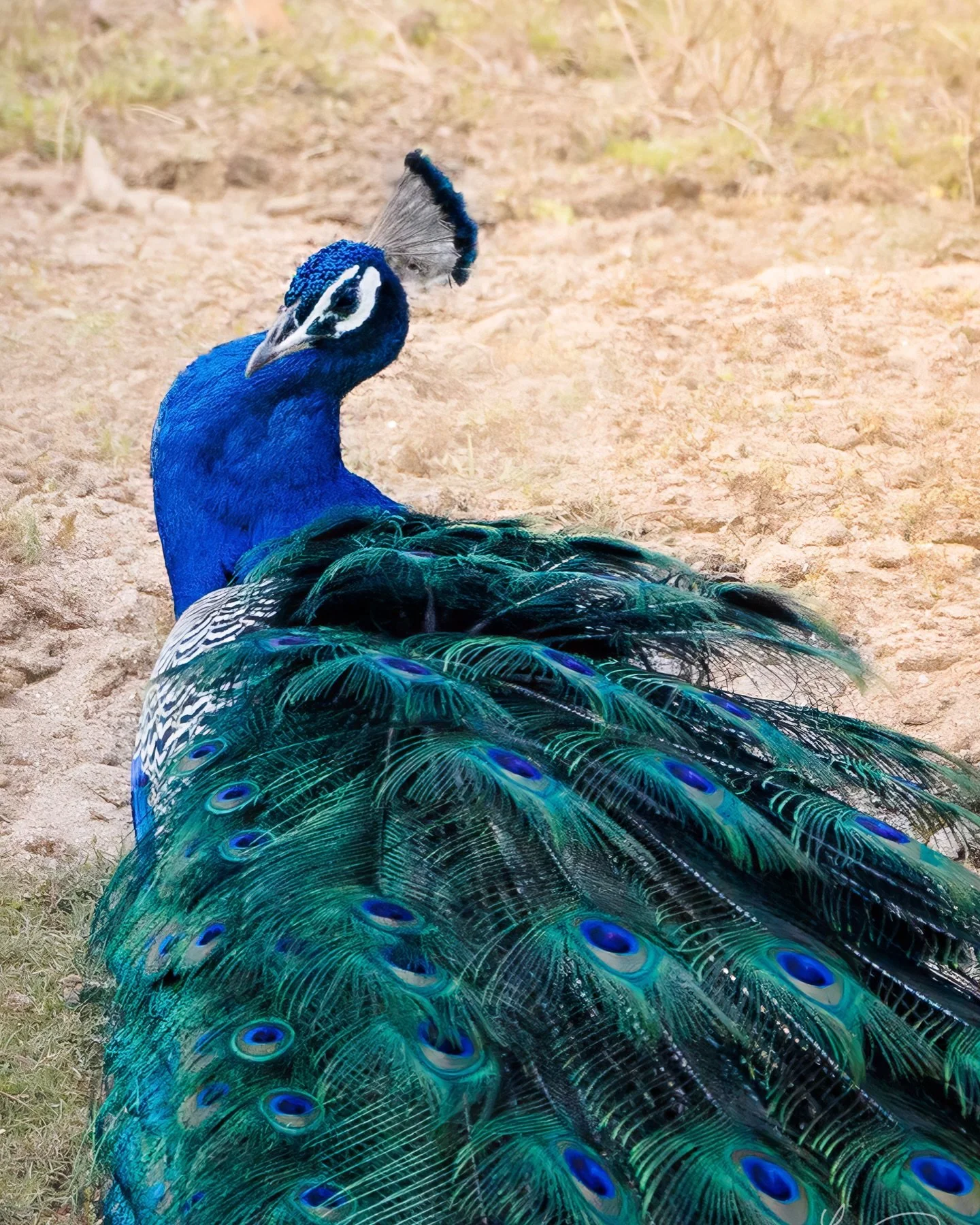 A peacock and its colors.

📍India

#peacocks 
#wildlifephotographic 
#birdphotographers 
#indiawildlife 
#lonadownsphotography