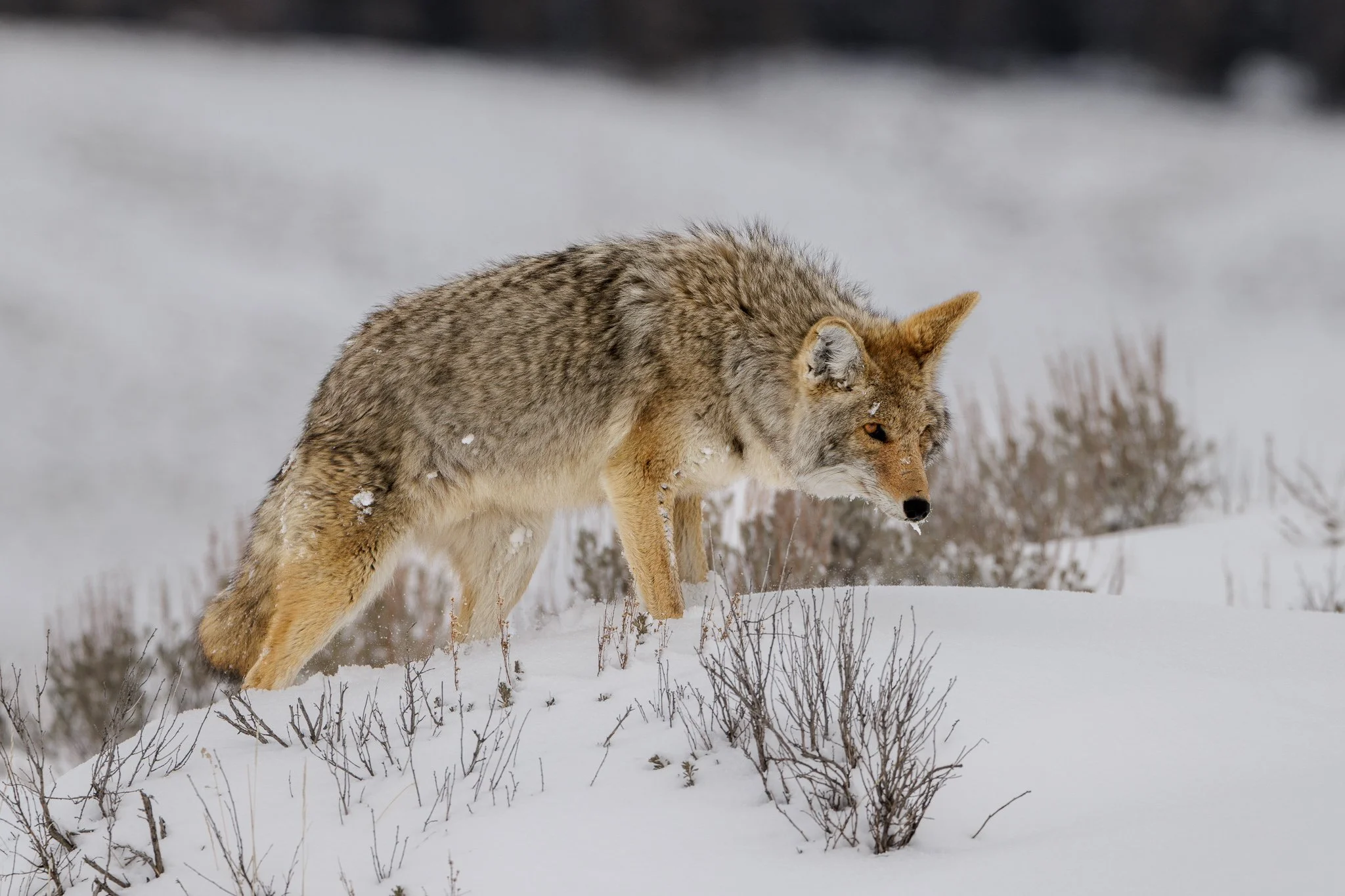 Yellowstone in Winter