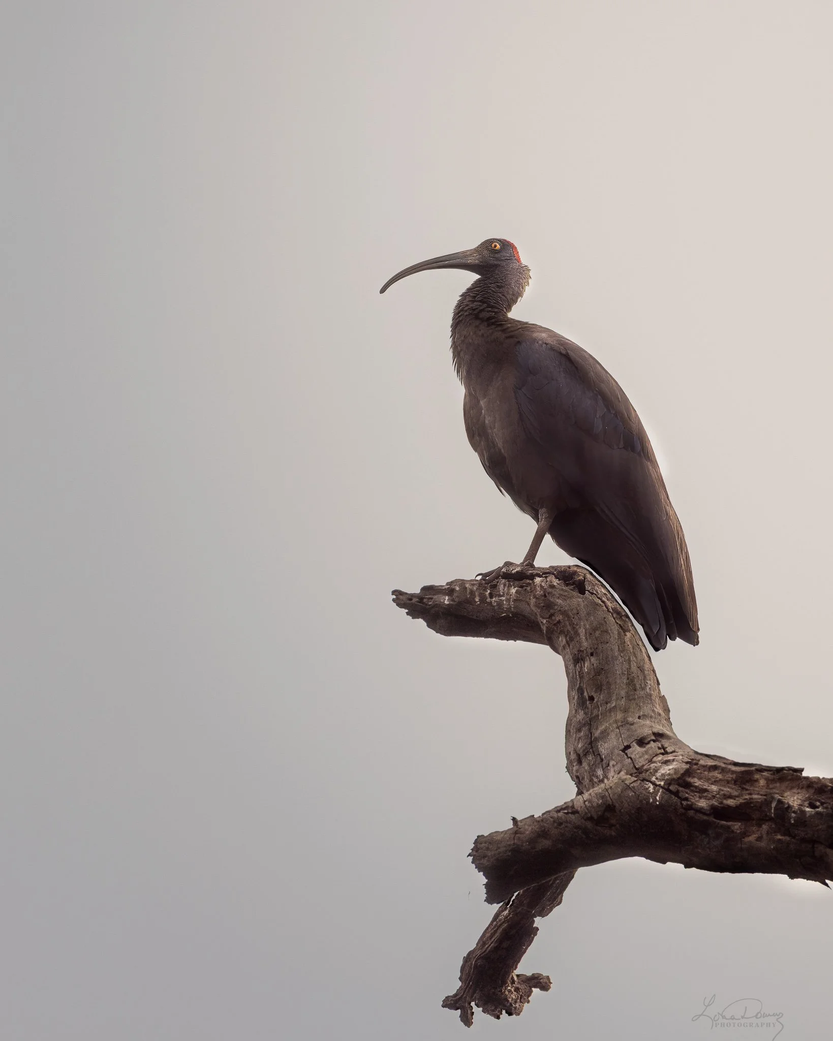 "Perched"