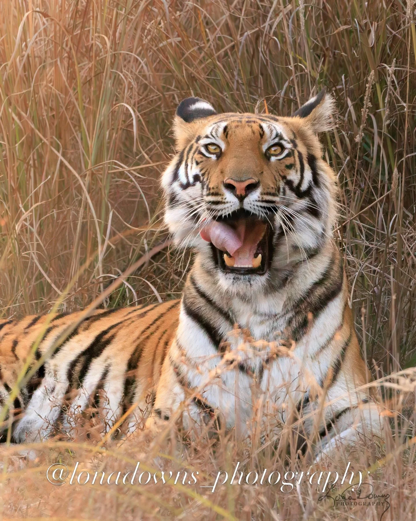 Completely wild. Relaxed and unbothered.&hellip;.

#bengaltiger 
#tigersofindia 
#wildlifepictures 
#indiatravel 
#lonadownsphotography
