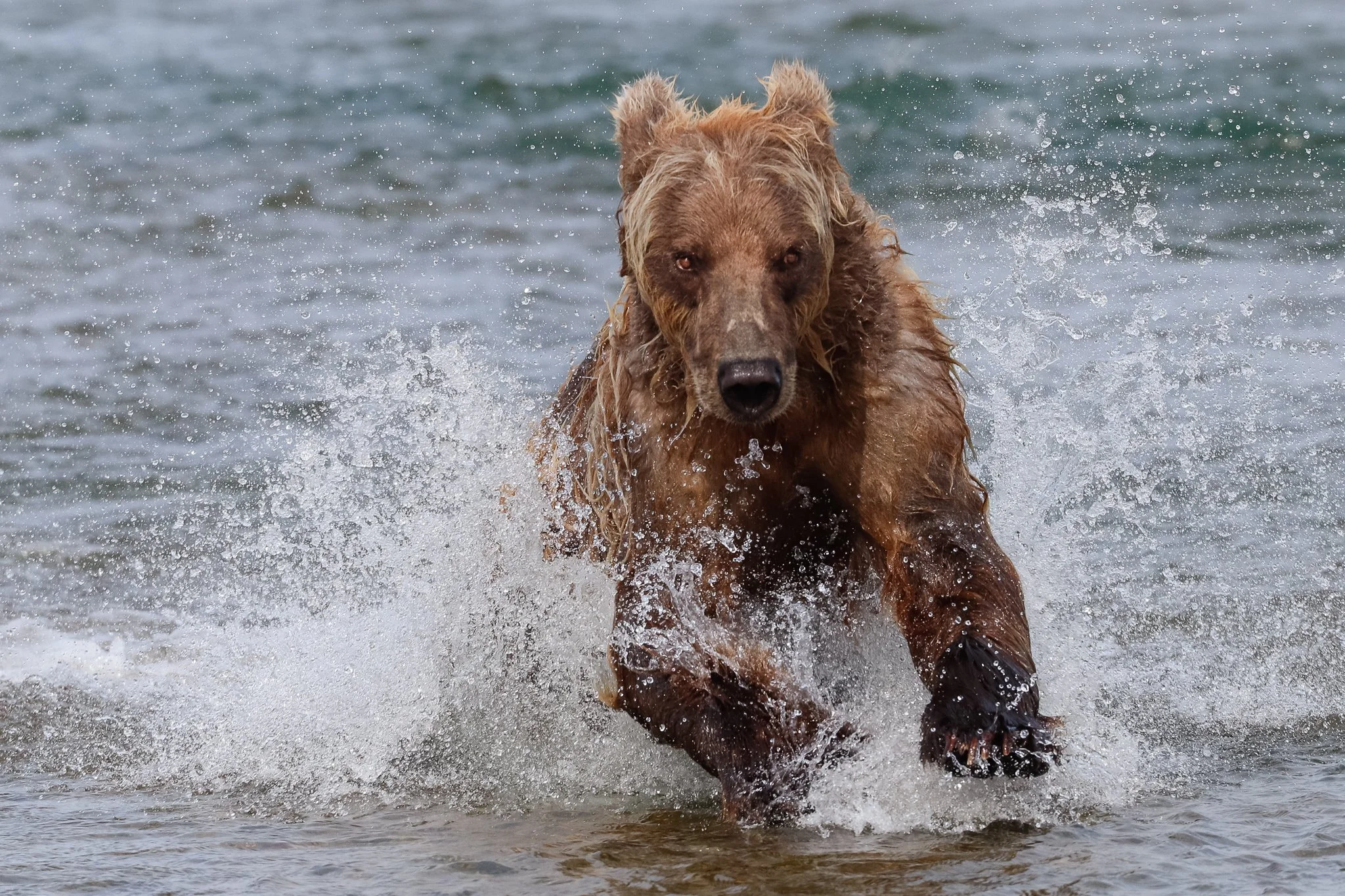 Echoes from the Wild: On Their Ground