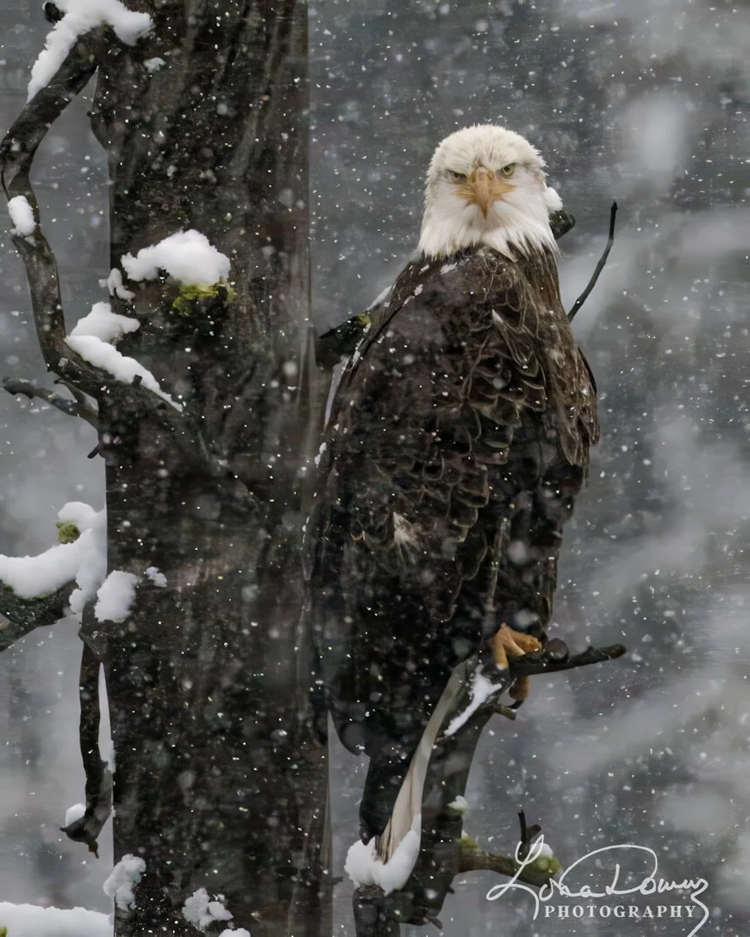 A moment from this past winter in Yellowstone.&hellip;

#yellowstonenationalpark 
#wildeagle 
#winterphoto 
#lonadownsphotography 
#yes_busa