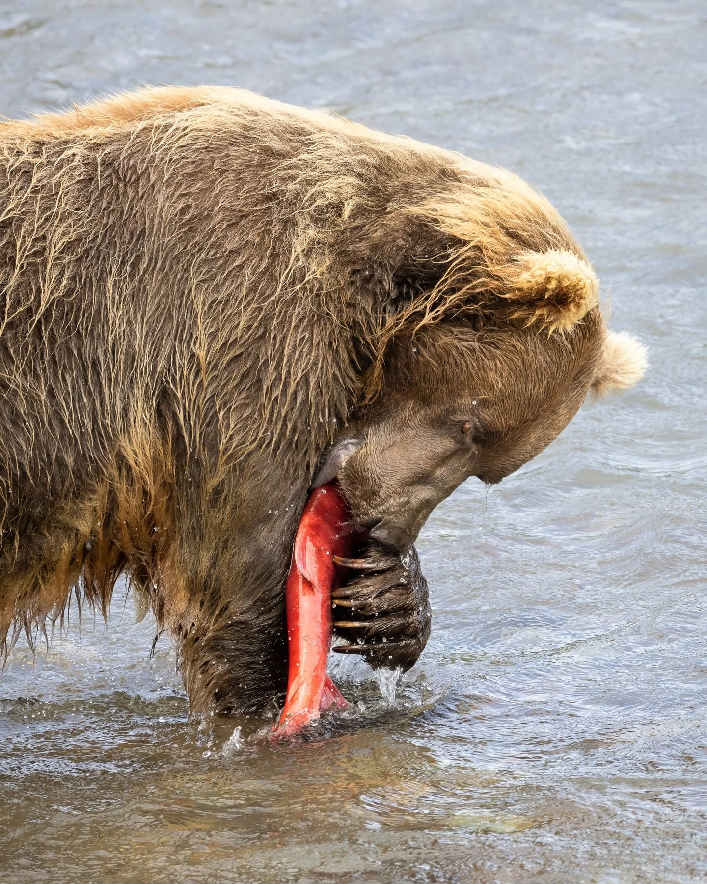 The chase.
The catch.

And then&hellip; something softer.

A mother.
Cubs stepping into what comes next.

Part of the same rhythm.

And the rhythm continues.

I wrote more about this, along with a few additional images from this &mdash;link in bio.

