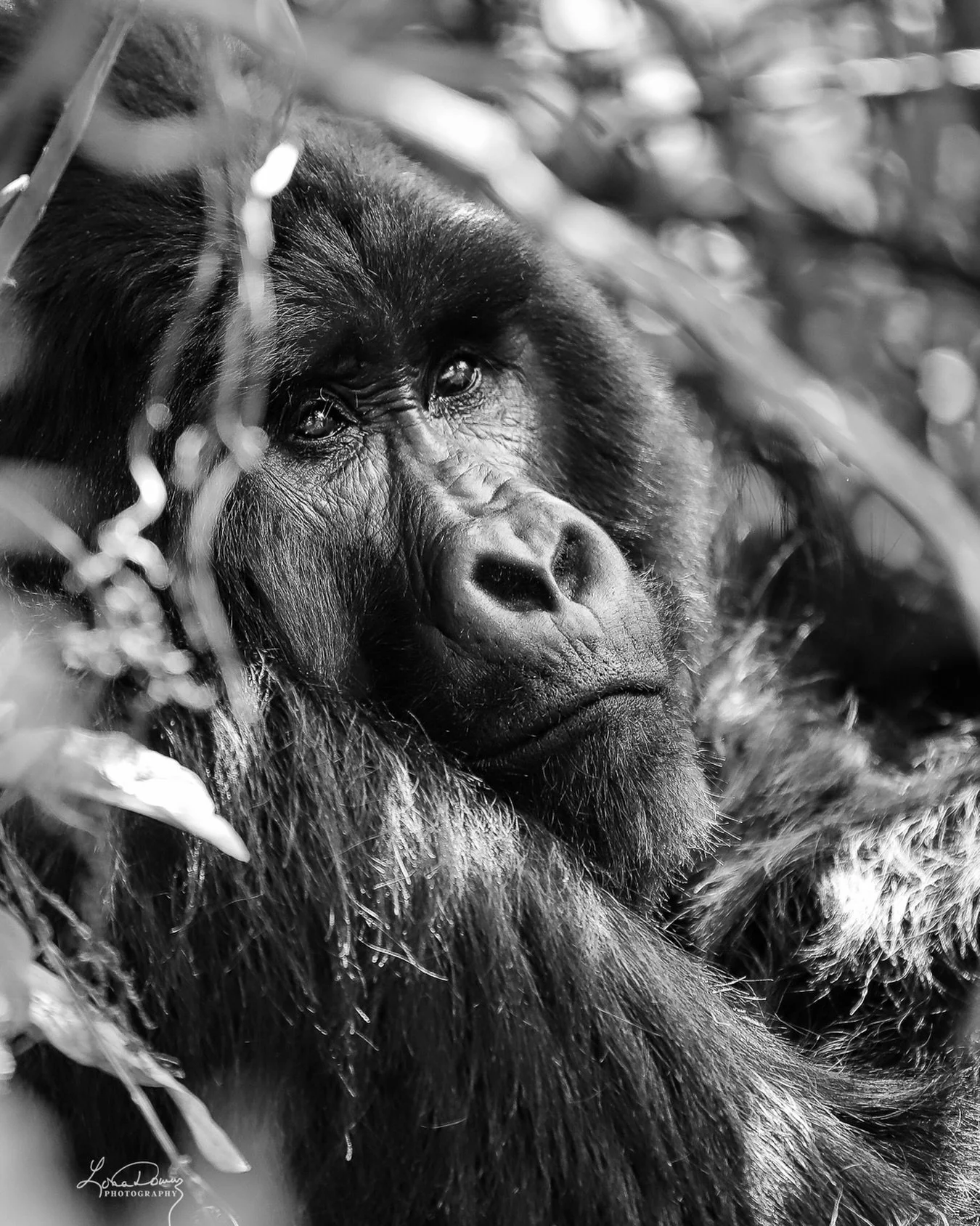 Eye contact.
And everything else faded.

📍Bwindi Impenetrable Forest, Uganda

#bwphotos 
#gorillas 
#ugandagorillatrekking 
#africatravel 
#lonadownsphotography